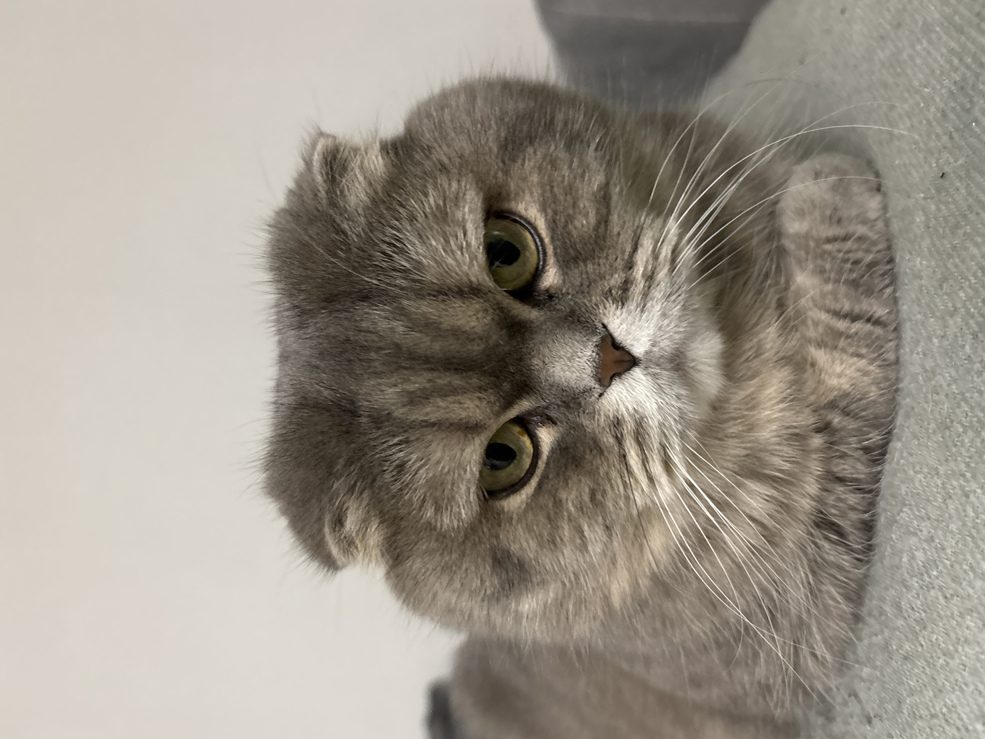 The image shows a close-up of a gray Scottish Fold cat. The cat has distinct folded ears, light green eyes, and long white whiskers. The background is a combination of light gray wall and a gray fabric surface. The image's composition focuses primarily on the cat's face. There's no information to confirm a connection to Chaikovsky, Russia, or any specific city.