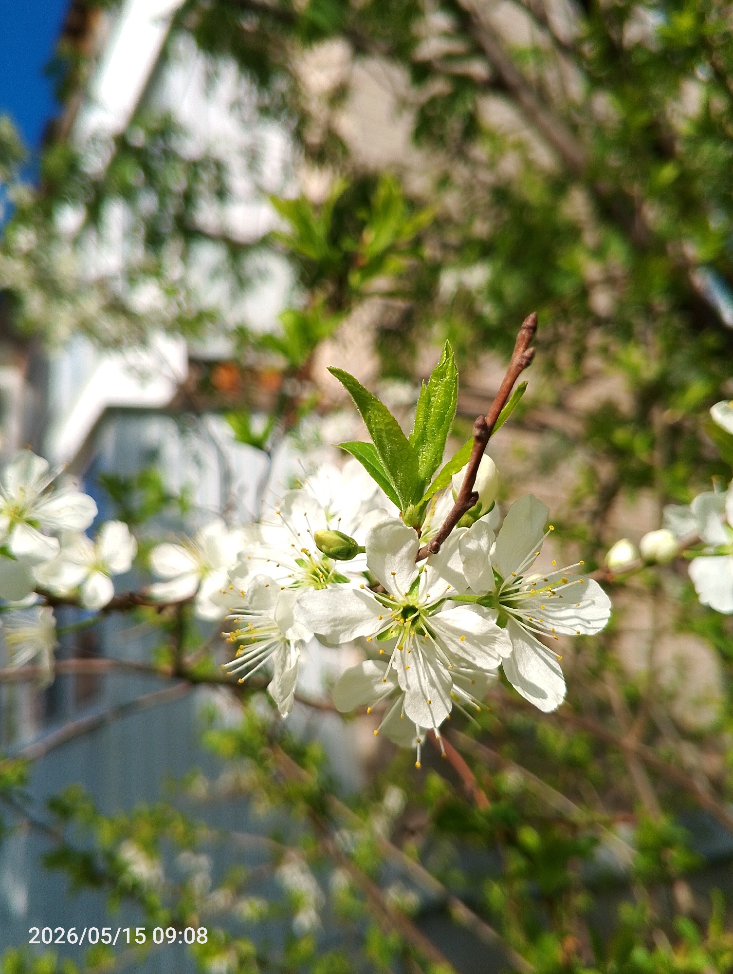 The image shows white blossoms of a tree with new green leaves in sharp focus, set against a blurred background of a building and other foliage. The lower left corner features the timestamp "2026/05/15 09:08". The building in the background appears to be residential, with white walls and windows. The overall scene is indicative of springtime. The location, Chaikovsky, Russia, is provided based on the prompt.