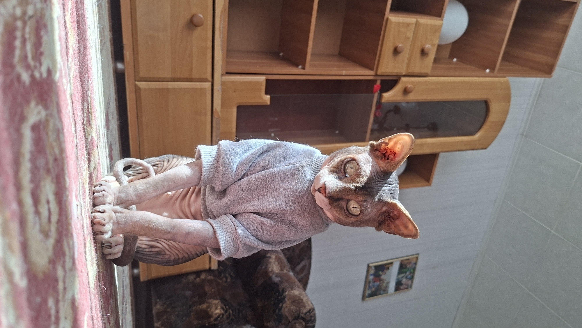 A hairless Sphynx cat wearing a grey sweater is positioned on a patterned carpet within a building in Забалоцкі сельскі Савет, Belarus. The cat is interacting with the rug, its paws and claws extending towards the rug's surface. Overhead is a wooden wall-mounted cabinet. The background includes a tiled wall, a framed picture, and a hanging indoor light fixture.