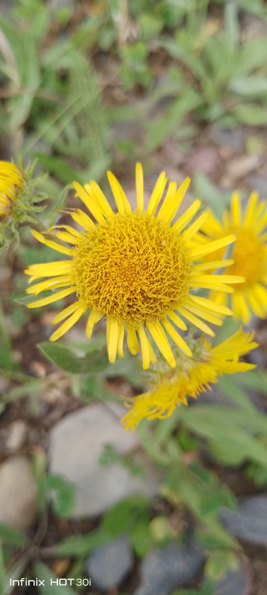 A close-up, shallow depth of field photograph features a bright yellow flower with many thin petals and a dense, fuzzy center. The flower is in the foreground, slightly off-center to the right. To the left and behind it, another part of the same flower or a similar one is visible, along with a green bud. The background consists of blurred green foliage and some grey stones, suggesting an outdoor natural setting. There are no people or specific landmarks of Kedrovy, Russia, visible in the image. The bottom left corner displays the text "Infinix HOT 30i".