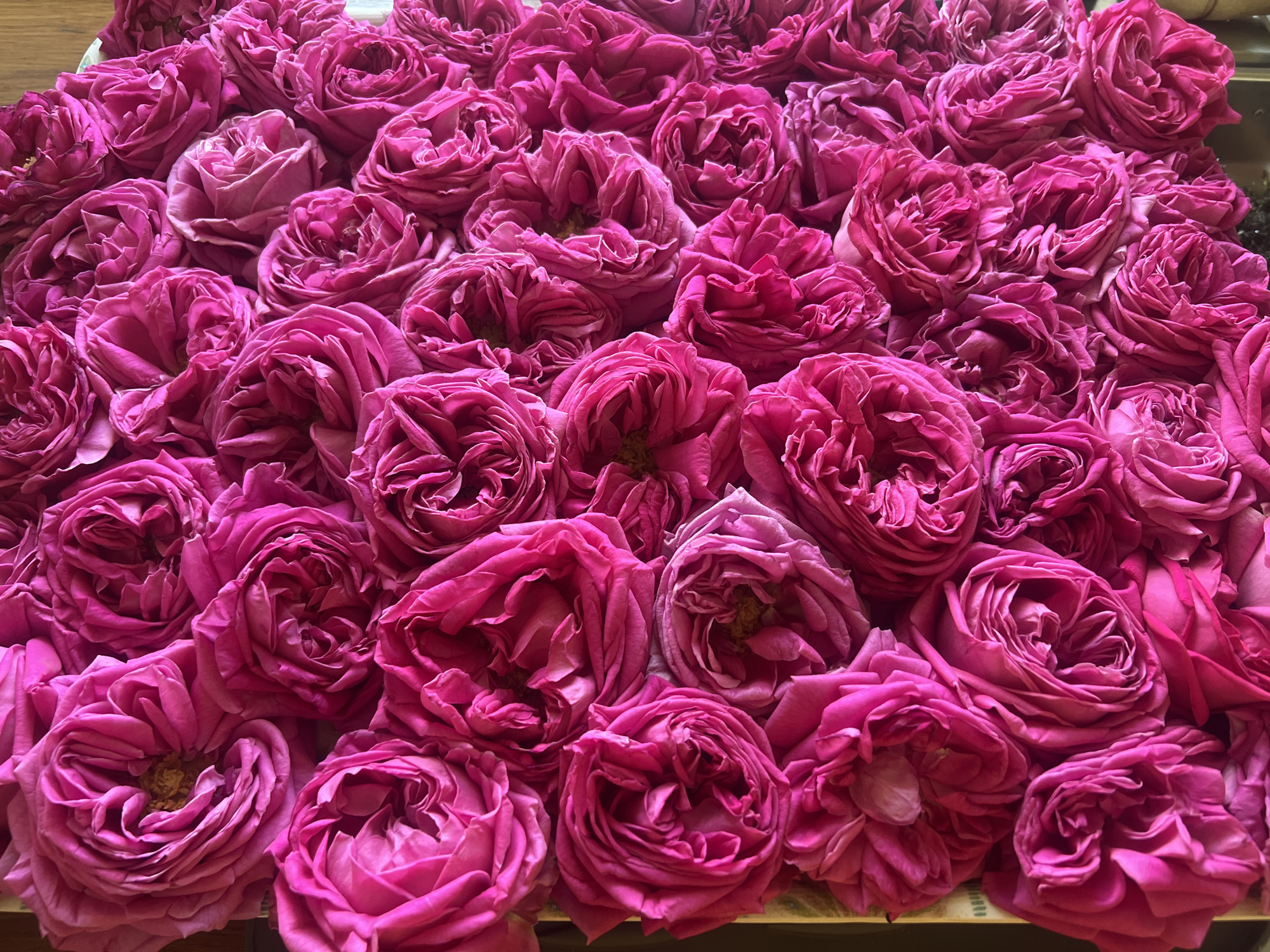 A high-angle, medium shot captures a dense, tightly packed collection of bright pink roses filling the entire frame, some with lighter pink or fuchsia hues. The roses are all in full bloom and appear to be of a similar variety, with numerous overlapping petals creating a textured, almost velvety surface. The lighting is even, with no harsh shadows, suggesting an indoor setting or overcast conditions. The arrangement of the flowers is organic, with some stems visible at the bottom edge. No people or animals are present, and the environment outside of the roses is not visible. The scene suggests a harvest, preparation for an event, or a display of a large quantity of flowers.