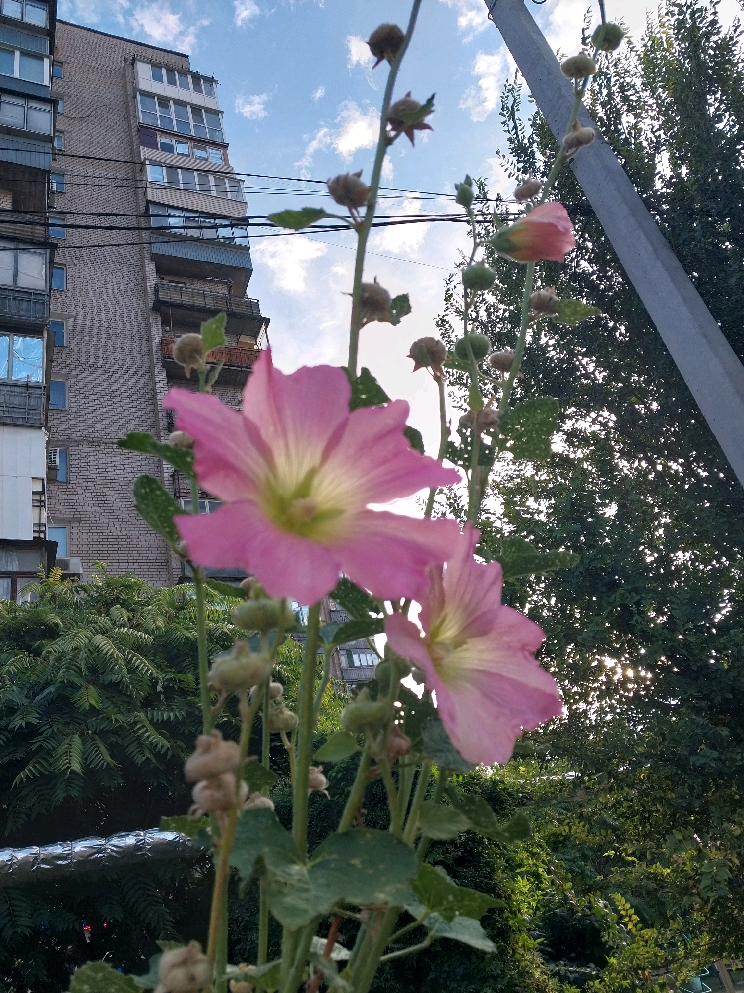 In Dnipro, Ukraine, on a cloudy day, a low-angle shot focuses on a cluster of pink hollyhock flowers in the foreground, their petals catching the diffused sunlight. Behind them, a tall, grey brick apartment building with numerous windows and balconies dominates the left side of the frame. A concrete utility pole runs vertically on the right. Lush green foliage, including trees and bushes, fills the space between the flowers and the building, and a silver pipe is visible near the bottom left. The sky above is a mixture of blue and white clouds. There are no people or animals visible in the scene.
