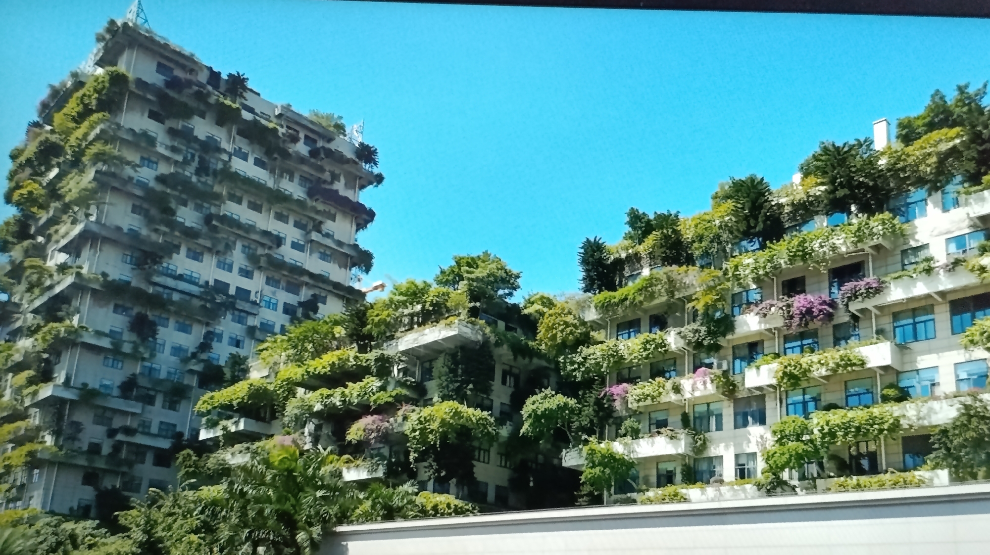 The image displays a portion of a city skyline dominated by two multi-story buildings heavily overgrown with lush green vegetation. The architecture appears to be modern, with balconies and terraces teeming with trees, shrubs, and flowering plants, creating a vertical forest effect. The buildings are painted in a light color, possibly white or a pale gray. The sky is a clear, vibrant blue. The overall scene suggests an urban environment where nature has been integrated into the building structures, likely a deliberate architectural choice for aesthetic or environmental reasons. The image is taken from a slightly low angle, looking up at the structures. There are no people visible in the image. The context of the location in the city of Dubăsari town council, Moldova, is not visually apparent from the image itself; it's provided information.