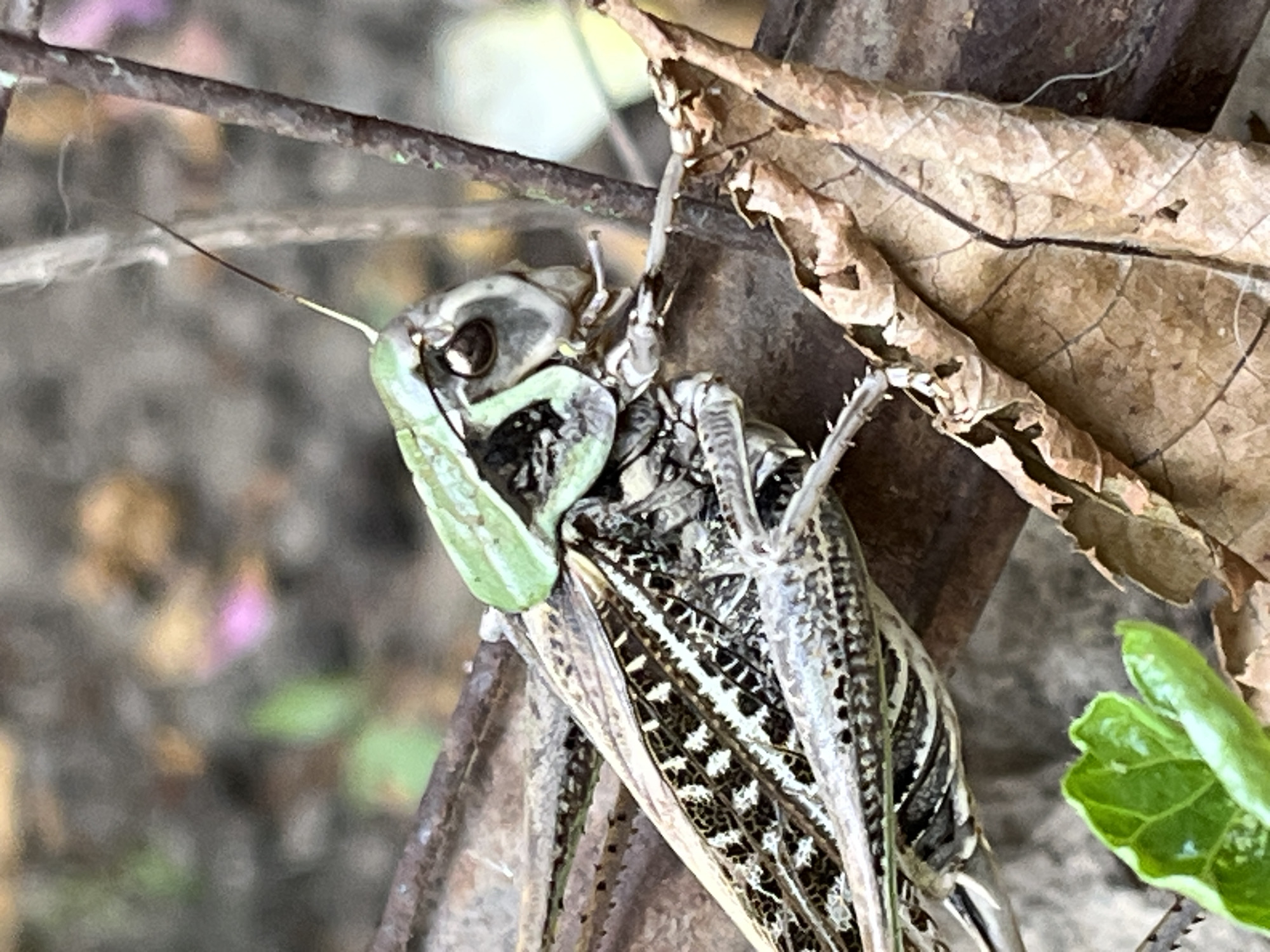 A close-up, outdoor, eye-level shot shows a grasshopper resting on a branch. The grasshopper is facing right and is mostly gray and brown, with some green markings on its head. Its wings are folded over its back and are patterned with black and white. The grasshopper is positioned on a dark brown branch, with a dry, brown leaf in the foreground on the right. The background is blurred and appears to be foliage and dirt.