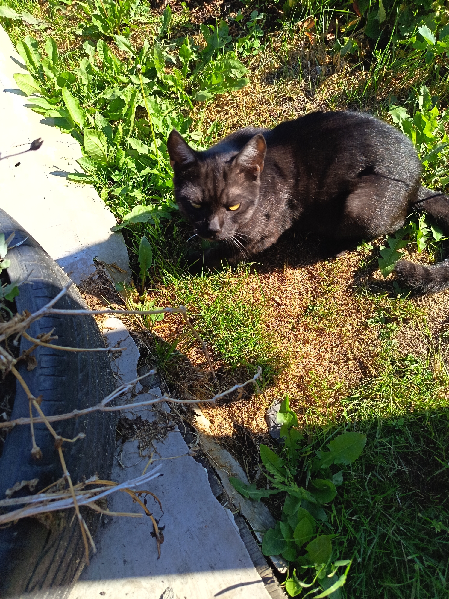 A black cat with yellow eyes is lying on grass in an outdoor setting. To the left of the cat is a grey concrete surface with a black tire partially visible. The ground is covered in green grass, some dry brown grass, and a few leafy plants. The scene is illuminated by sunlight, casting shadows. The cat is looking towards the viewer with its head slightly lowered.