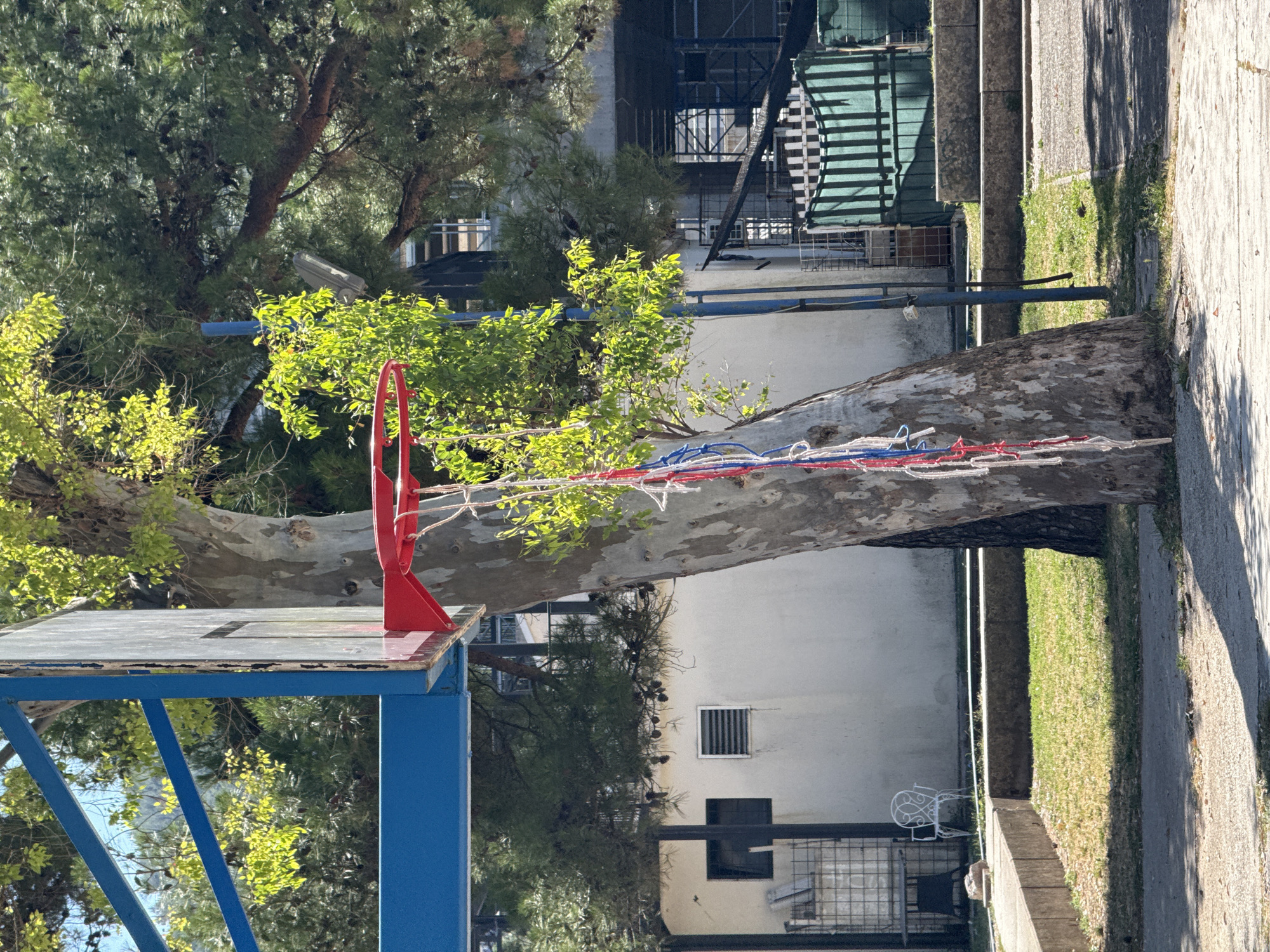 In Budva, Montenegro, a basketball hoop with a red rim and a tattered net made of red, white, and blue ropes is mounted on a blue backboard support. The hoop is positioned beside a large tree with mottled bark. In the background, a white building with dark windows and a louvered vent is visible. To the right of the tree, a striped green barrier and fencing are present. The scene is illuminated by sunlight, casting shadows on the paved ground and a patch of grass.