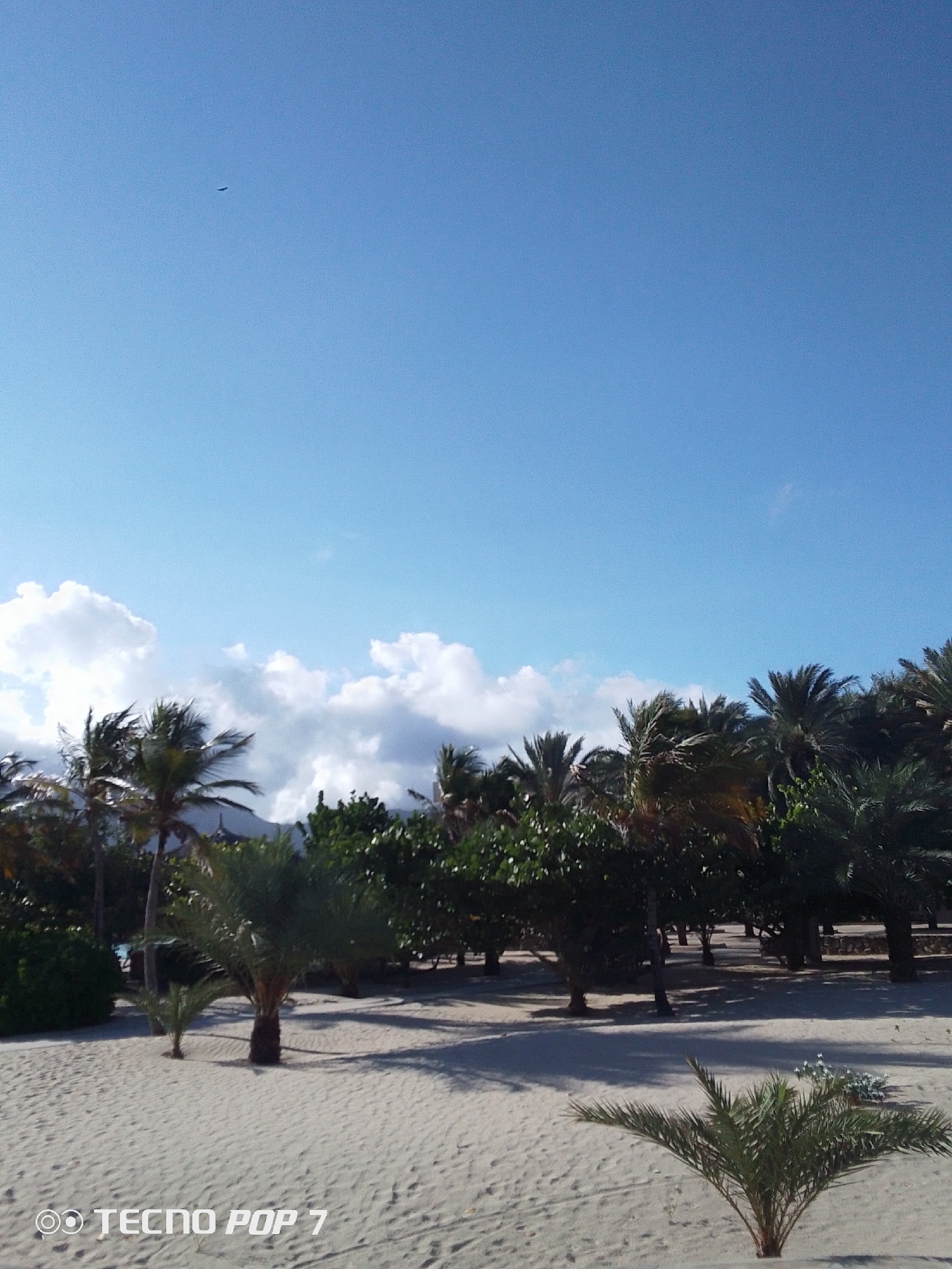 The image captures a vibrant tropical landscape, likely a beach or coastal area, under a clear, bright blue sky with scattered white cumulus clouds. The setting is characterized by extensive light-colored sand in the foreground and mid-ground, showing subtle ripples and textures. Numerous palm trees of varying sizes, from small saplings in the foreground to taller, mature trees, are prominent throughout the scene. Denser clusters of lush green tropical foliage and other trees form a verdant band that separates the sandy areas from the distant horizon.
Long shadows are cast across the sand by the trees, indicating bright daylight conditions. High in the clear sky, a tiny dark speck, identifiable as a bird, is visible soaring. No human activity or people are present, lending a tranquil and untouched feel to the scene. The overall impression is one of natural beauty and serenity in a tropical environment. A "TECNO POP 7" watermark is visible in the bottom-left corner of the image. The location is Pedro González, Venezuela.