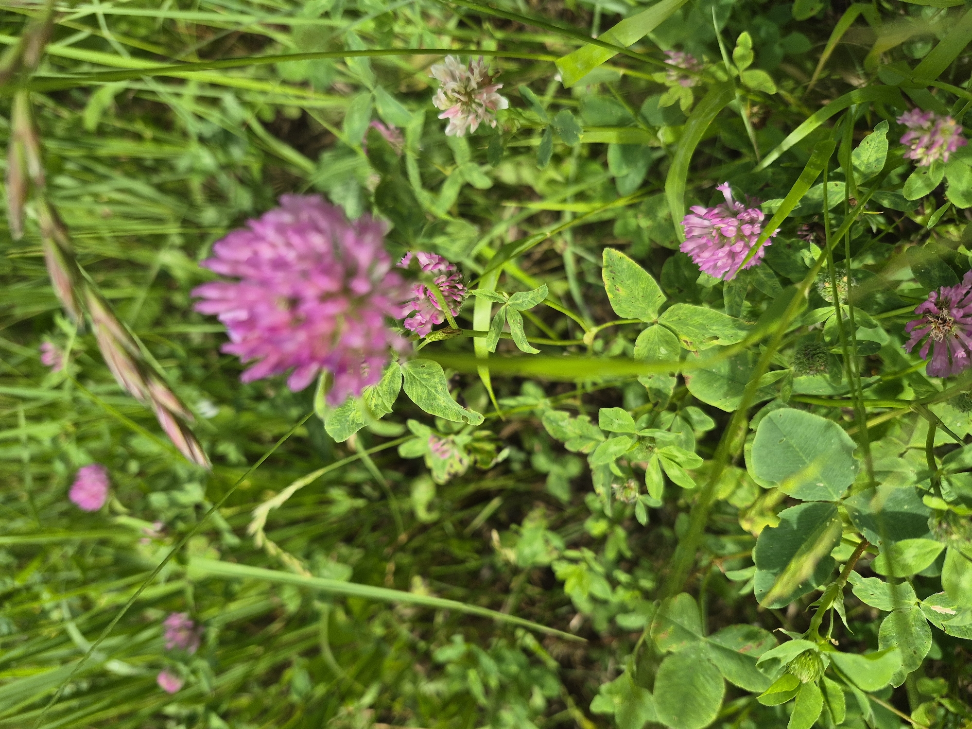 The image shows a close-up view of a patch of clover and wild grass. Several pink clover flowers are visible, with one large, brightly colored flower in the upper center and smaller ones scattered throughout. The leaves of the clover are green and heart-shaped, with some showing signs of browning or discoloration. The grass is tall and green, with blades of various lengths and thickness. A few dried grass stalks are also present, some with a reddish-brown hue. The overall scene is one of natural growth in an outdoor environment. There is no indication of any specific location within the city of Nyagan, Russia, or any human presence.