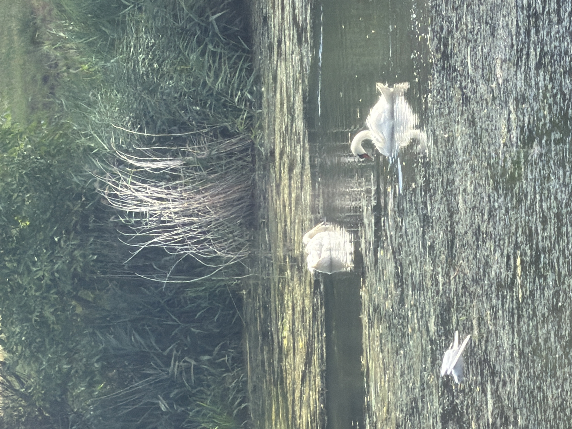 A body of water is covered in algae and debris. Two white swans are swimming in the water. One swan is in the foreground on the right side of the image, with its neck arched and head turned to the left. The second swan is further back on the left side of the image, appearing to be swimming away from the camera. In the lower left corner of the image, a white bird, possibly a seagull, is in flight, low over the water. The background consists of dense green foliage and tall, dry reeds. The image appears to be taken during the day, with soft lighting. The location is likely a park or natural area in Szczecin, Poland.