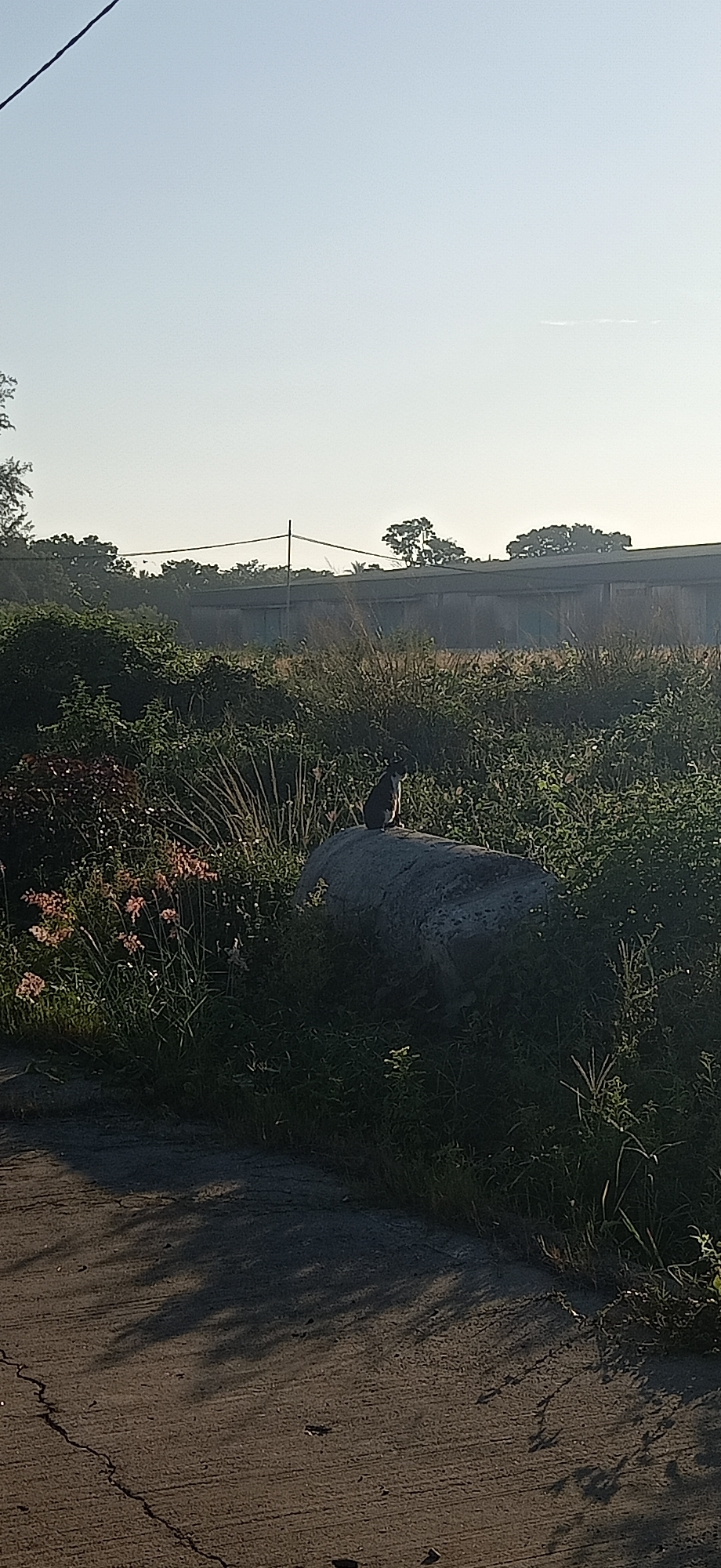 A cat sits on a large, rough-textured rock in a field of overgrown grass and some scattered pink flowers. The cat is dark in color with some white markings. Behind the rock and cat, there is dense green foliage and taller grasses. In the background, there is a long, dark building with a row of windows, and beyond that, trees and a hazy sky. A thin wire runs diagonally across the top left of the frame. The foreground shows a paved surface, possibly a road or path, with shadows cast by an unseen object. The scene appears to be an outdoor environment with a rural or undeveloped feel, possibly in Keudekruenggeukueh, Indonesia, given the lighting and vegetation.