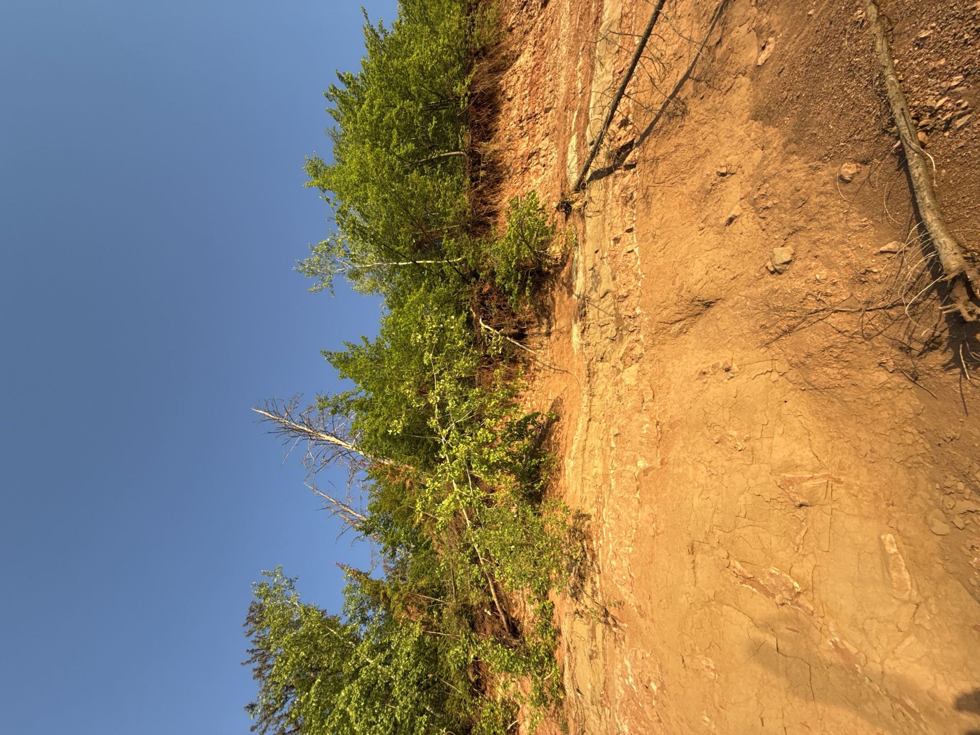 The image shows a steep, reddish-brown earthen cliff or embankment, partially covered with green trees and foliage. The sky above is a clear, bright blue. The ground appears dry and eroded, with visible textures and cracks. The trees are clinging to the side of the cliff, some of their roots exposed. The general location is Chaikovsky, Russia.