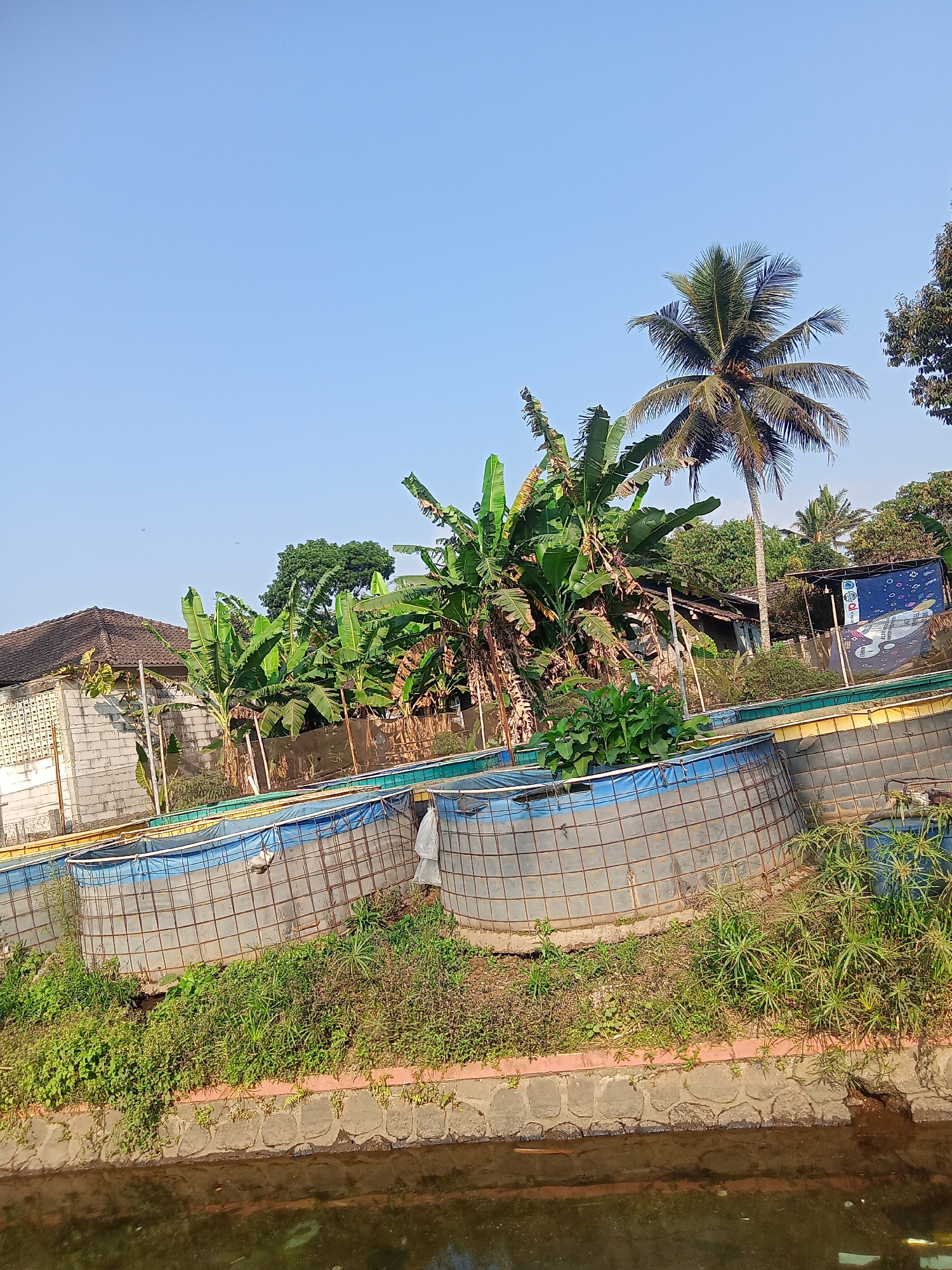 In Sruwen, Indonesia, this image depicts an outdoor setting featuring several large, circular fishponds. These ponds are constructed with a metal mesh exterior and lined with blue tarpaulin. They are situated on a slightly elevated grassy embankment overlooking a narrow waterway. Lush green vegetation, including banana trees and other tropical plants, surrounds the ponds and a portion of the waterway. In the background, a simple building with a tiled roof and a white brick wall is visible, along with a large, vibrant mural on a blue surface. A tall coconut palm tree stands prominently to the right of the banana trees, reaching towards a clear blue sky. The overall scene suggests a rural or semi-rural environment dedicated to aquaculture, with the natural tropical landscape of Indonesia providing a verdant backdrop.
