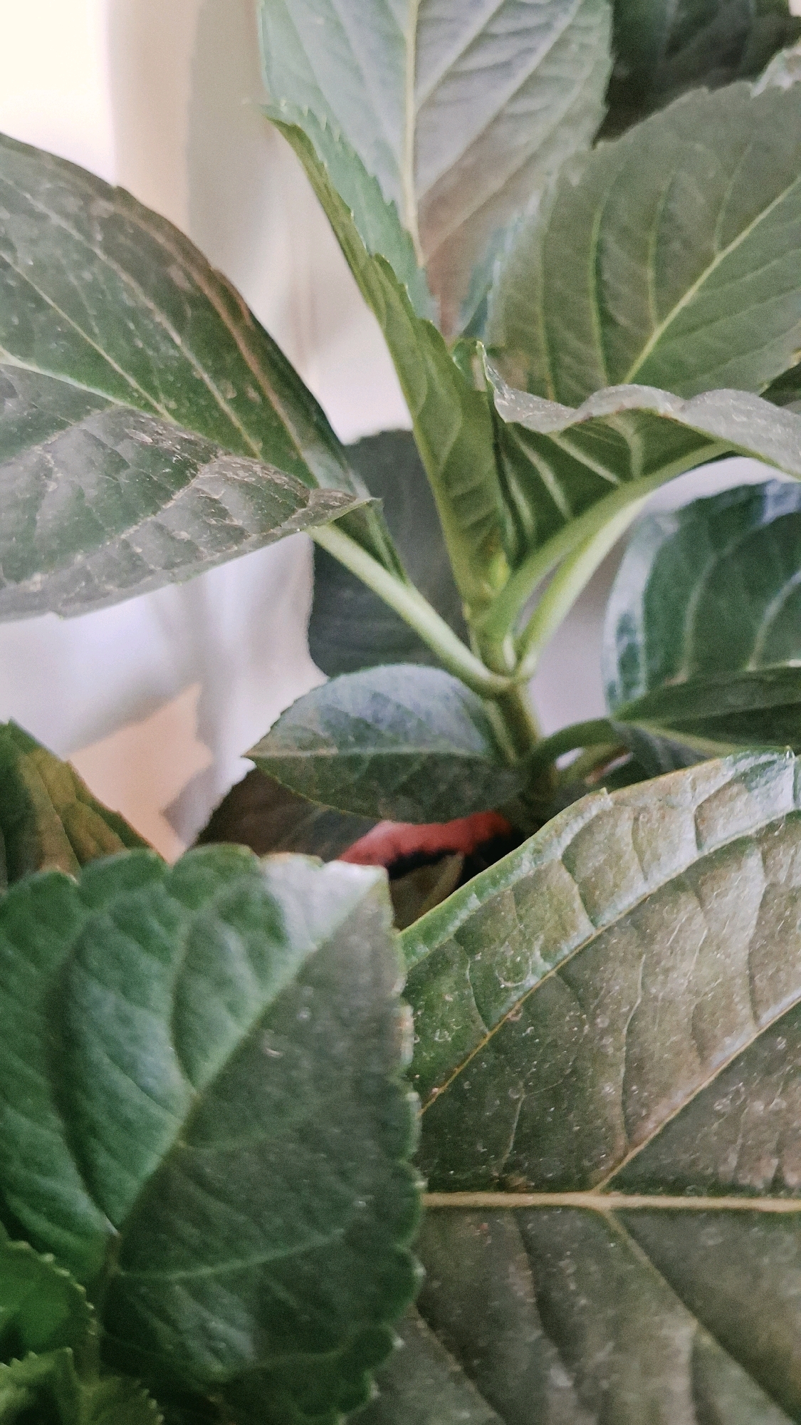 The image shows a close-up view of green hydrangea leaves with a light-colored background. The leaves are broad and have visible veins. Some dust or small particles are present on the surface of the leaves. The lighting is soft, creating subtle shadows and highlights. There is no discernible information in the image that would allow for its location to be identified within Tokmok City, Kyrgyzstan.