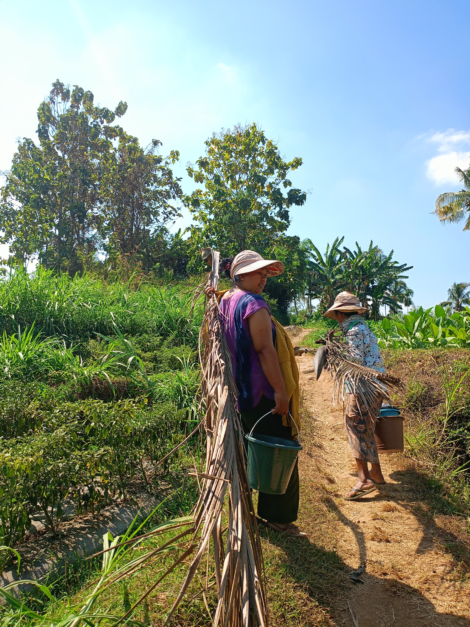 In Jelbuk, Indonesia, two individuals, likely women, are depicted in an outdoor agricultural setting under a clear blue sky. The first individual, on the left, is wearing a purple and tie-dyed top, a wide-brimmed hat, and dark pants, carrying a green bucket in her left hand. She is facing towards the right, looking at the second individual. The second individual, on the right, is wearing a patterned shirt, pants, and a hat, and appears to be carrying a bundle of dried palm fronds over her shoulder, with a brown bucket visible at her feet. She is also facing towards the left.
The environment is characterized by lush green vegetation, including tall grass, crops such as what appear to be chili plants in neat rows on the left, and broader-leafed plants, possibly tobacco, on the right. Tall trees are visible in the background, with some palm trees also present. A dirt path runs between the vegetation, on which the two individuals are standing. The ground is a mix of dirt and dry grass, with shadows cast by the vegetation and the individuals. The overall impression is one of a rural agricultural landscape during daylight.