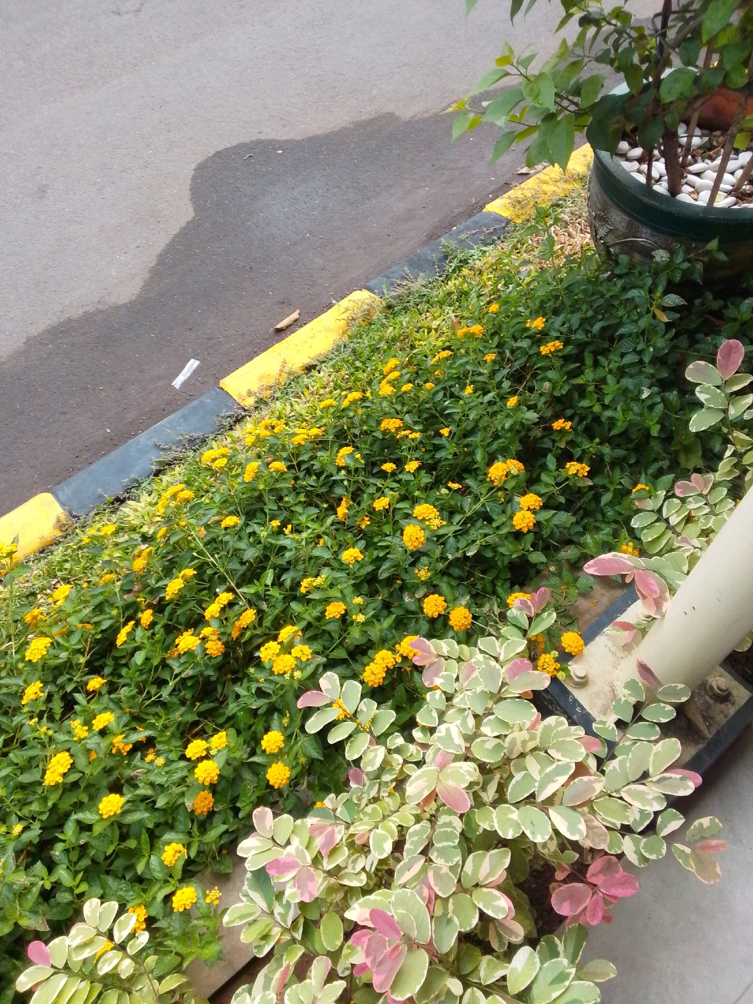 The image depicts a curb and sidewalk area in East Jakarta, Indonesia. The foreground is dominated by lush green foliage interspersed with clusters of small yellow flowers. To the right, a decorative plant with variegated green and pink leaves is visible, partially obscuring a light-colored vertical pole. Behind the flowers and foliage, a dark grey curb with yellow markings separates the plants from a dark asphalt surface, likely a road or parking area. A shadow is cast on the asphalt, suggesting daylight. A potted plant containing white stones and a portion of a trunk is also visible in the upper right quadrant, next to the foliage. The scene appears to be an outdoor, urban environment.