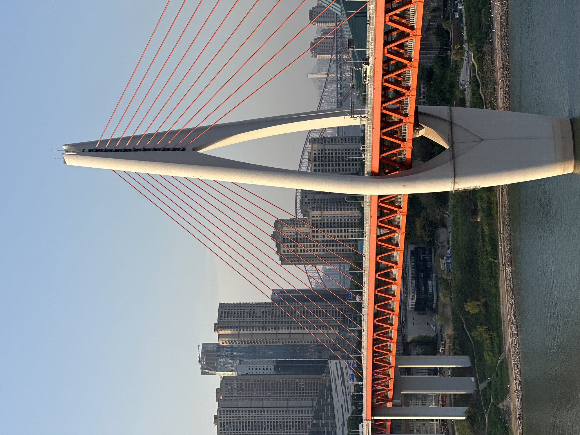 The image depicts a cable-stayed bridge in Yuzhong District, Chongqing, China. The bridge has a distinctive white A-frame tower and an orange bridge deck. Red cables connect the tower to the deck. A city skyline with numerous high-rise buildings is visible in the background. The bridge spans a river. A grassy embankment is visible along the riverbank. Pedestrians can be seen walking on the path.