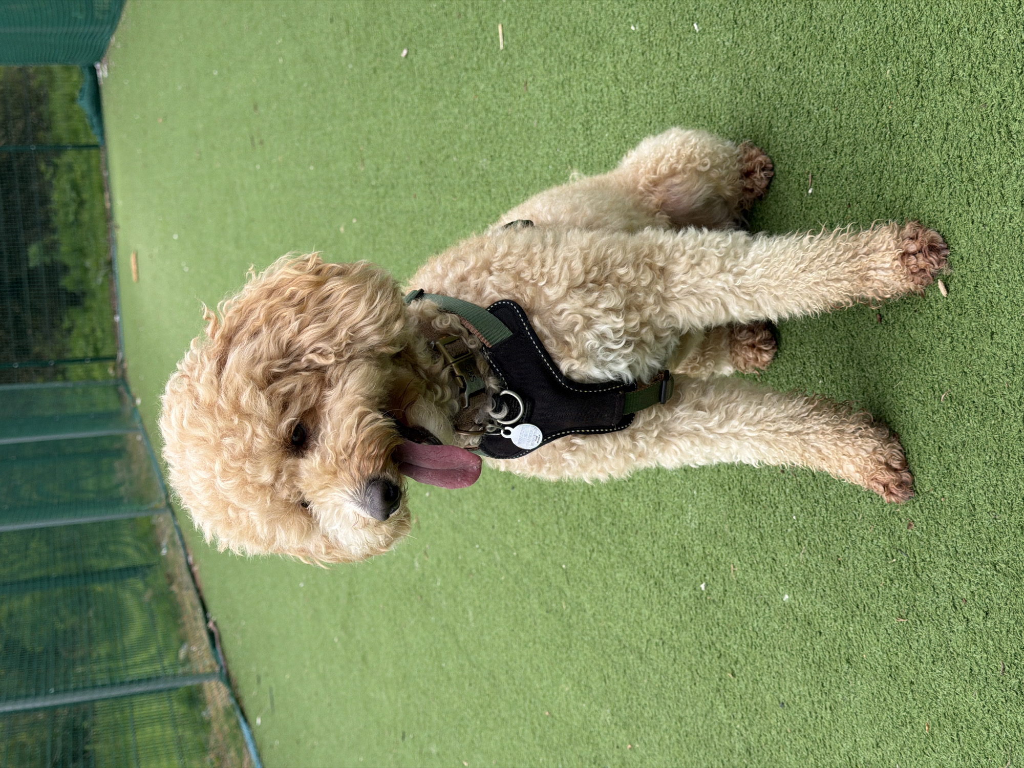 A light-colored Goldendoodle dog is lying on a green, synthetic turf surface outdoors. The dog is wearing a black and olive-green harness with a metal ring and identification tag. Its pink tongue is hanging out of its mouth. Part of a green wire fence is visible in the background on the left side of the image. The location is not identifiable as being in London, United Kingdom.