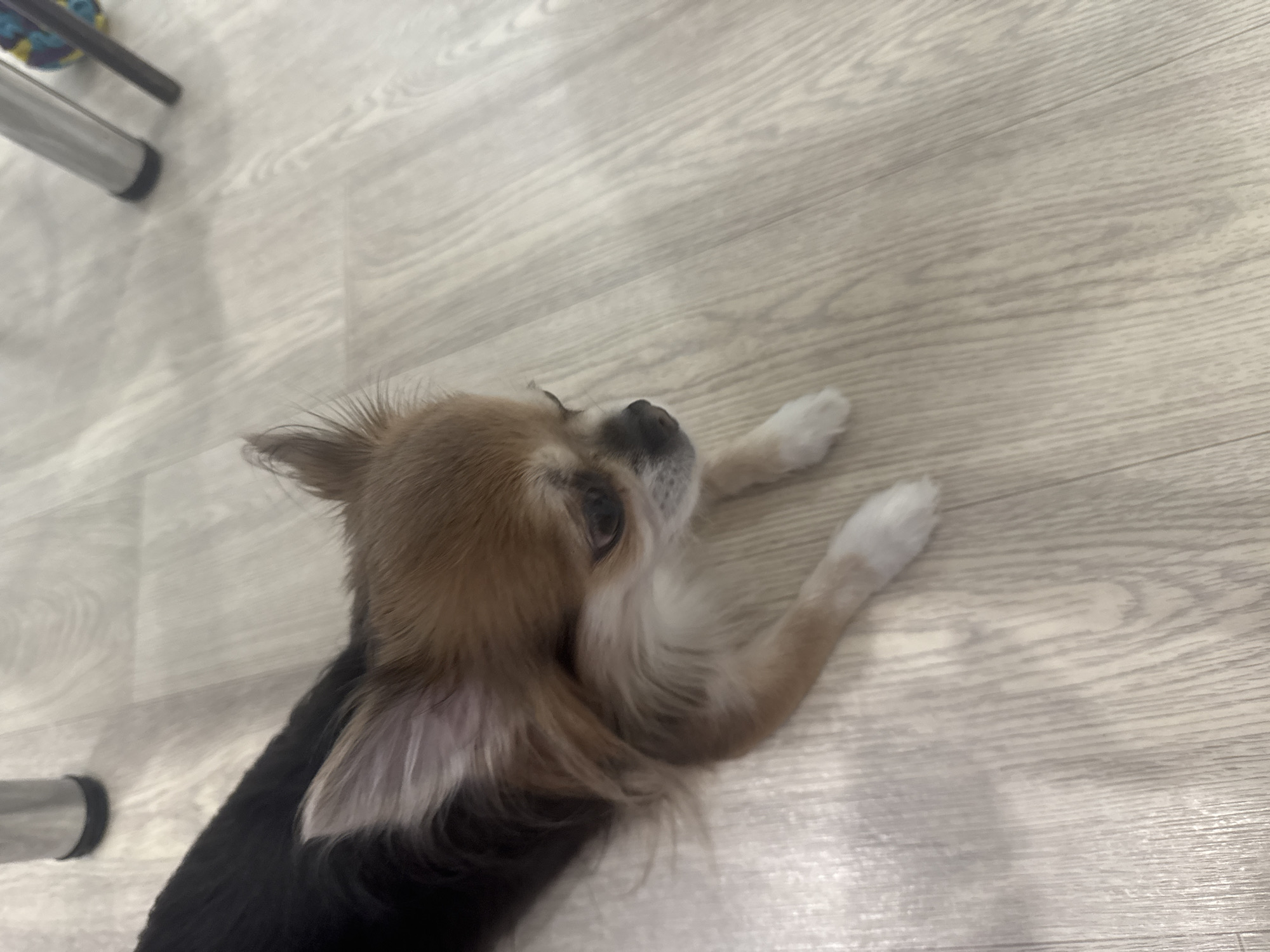 A long-haired chihuahua lies on a light wood-grain floor. The dog is mostly black with tan markings on its face, ears, and legs. Its eyes are dark and partially closed, and its head is turned to the right. In the background, the legs of a metal chair and a colorful toy are visible. The scene is indoors, likely in a home in Sertolovo, Russia.