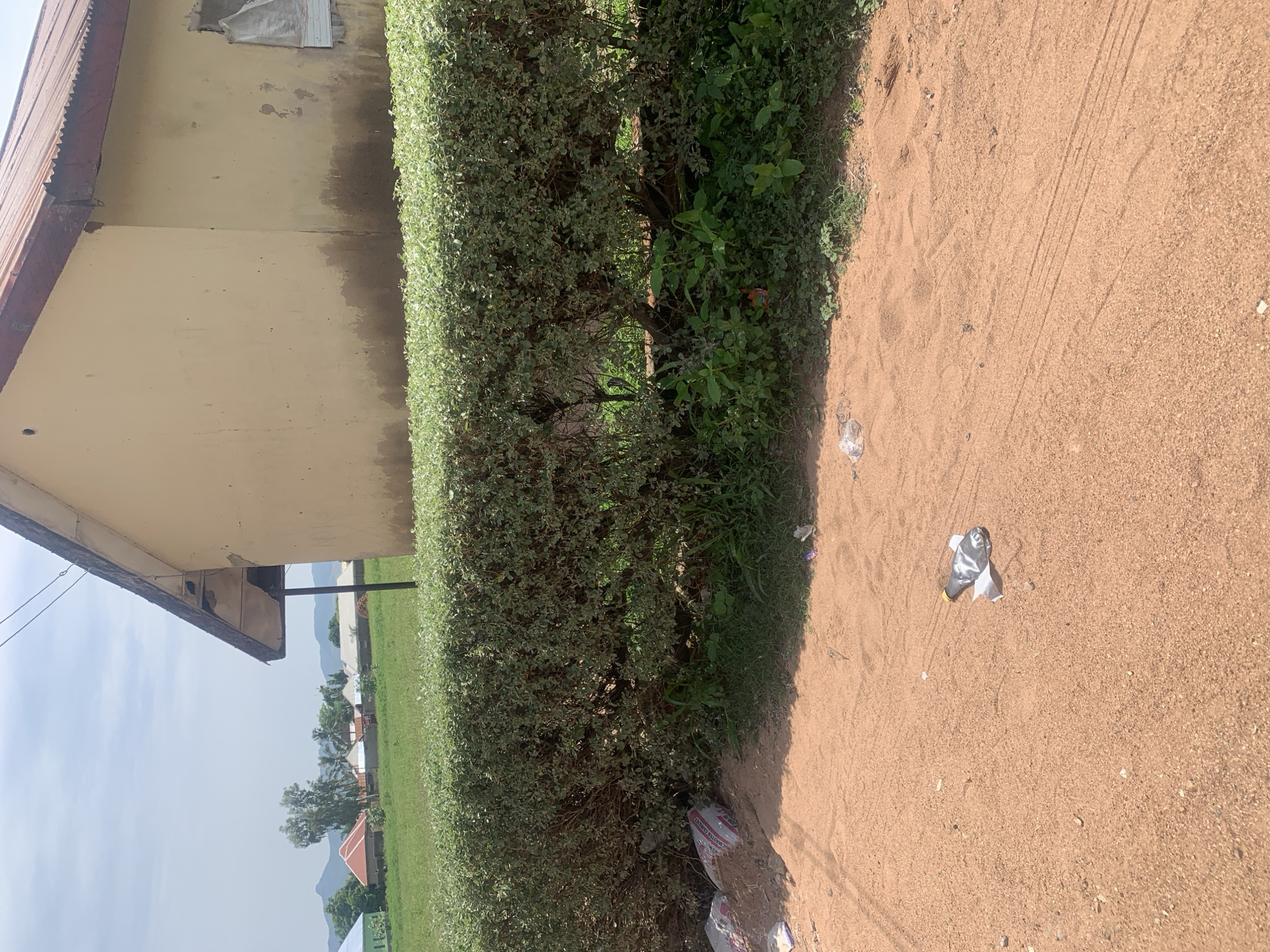 In Jauro Yinu, Nigeria, a scene unfolds in front of a light yellow building with a red corrugated metal roof. A neatly trimmed green hedge runs horizontally across the image, separating the sandy foreground from a grassy area beyond. Scattered on the sandy ground are a few pieces of litter, including a crumpled plastic bottle and a plastic bag. In the distance, several small buildings with colorful roofs are visible amidst lush greenery and rolling hills under a partly cloudy sky.
