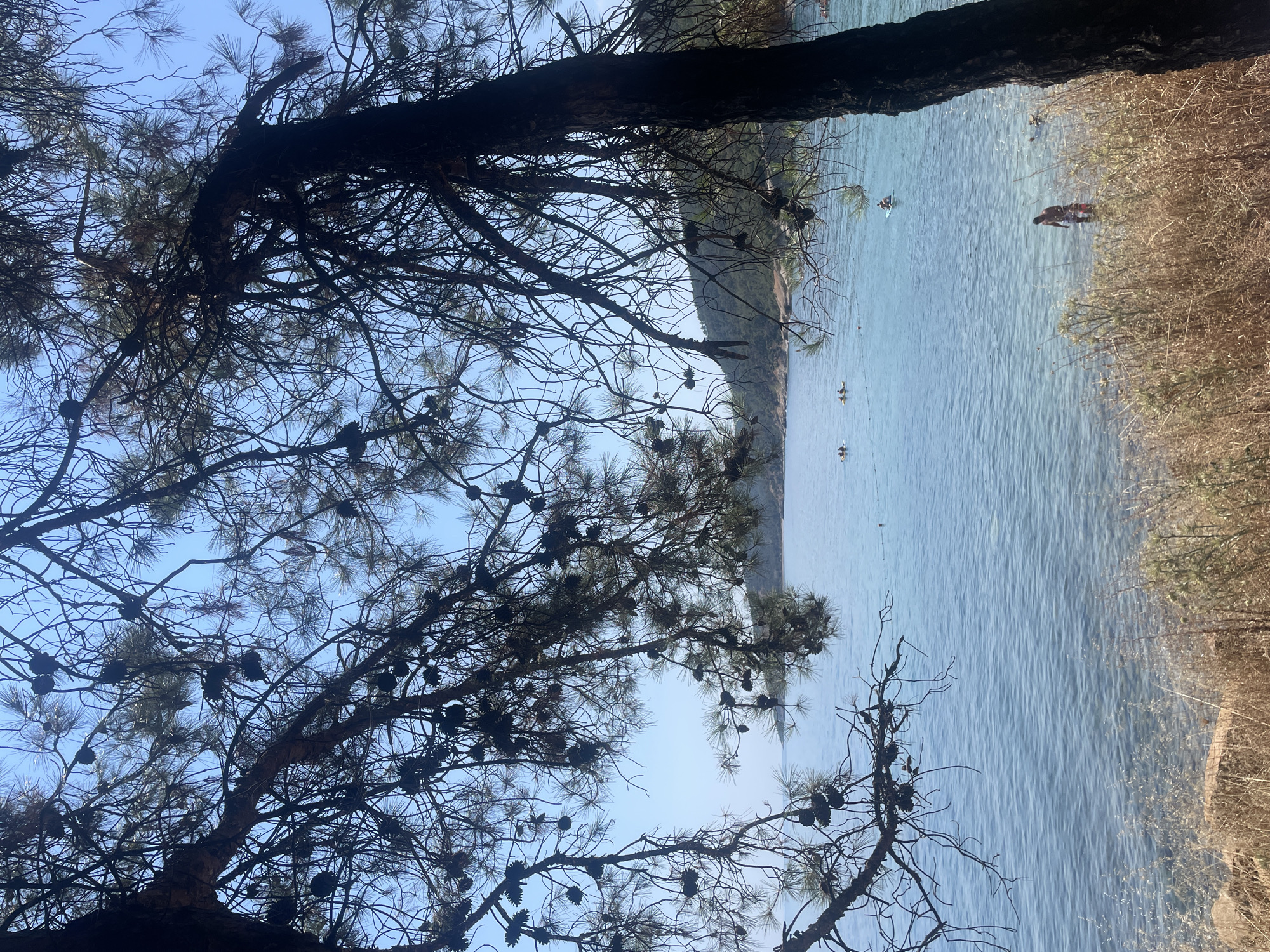 A view of the Aegean Sea is framed by the branches and pinecones of a pine tree in the foreground. The water is clear and calm, with gentle ripples. In the distance, a tree-covered hillside slopes down to the coast. Several people are visible in the water, some swimming and others on paddleboards. The scene is bathed in bright sunlight under a clear blue sky. The location is the coast of the Aegean Sea near Keşan, Turkey, a region known for its natural beauty and numerous beaches.