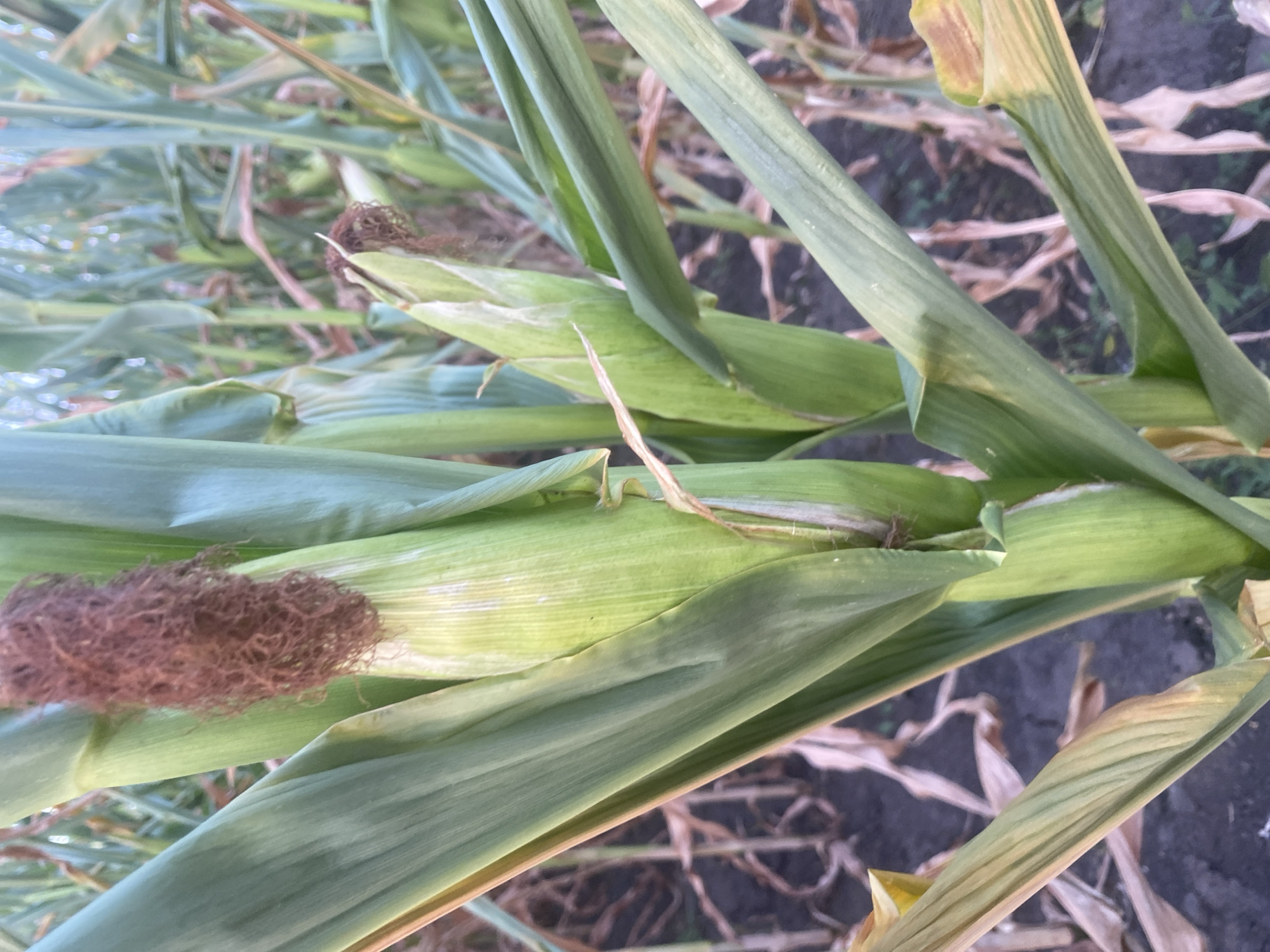 The image depicts a close-up view of corn stalks in a field, likely located in or around Hoholeve, Ukraine, during the harvest season. The focus is on two developing ears of corn, one prominently displayed on the left with a tuft of brown silks. The stalks are a vibrant green, with large, broad leaves partially obscuring the view. The ground beneath the stalks is visible, appearing as dark soil with some dry, fallen leaves and stalks from previous seasons or the current harvest. The background shows a densely planted cornfield, with more stalks and leaves stretching into the distance, some appearing drier and browner, suggesting maturity or the progression of the season. The lighting suggests it is either early morning or late afternoon, with soft, diffused light casting subtle shadows. There are no people or animals visible in the frame. The overall impression is one of a rural agricultural setting, with the corn nearing readiness for harvest.