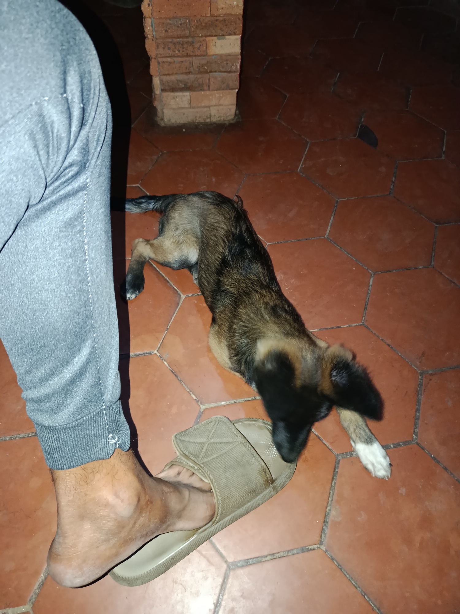 In Juan Griego, Venezuela, a person's foot, clad in a tan sandal, rests on a hexagonal tiled floor. A young dog, predominantly brown and black with a white-tipped tail, lies on the floor next to the person's leg, its head turned towards the sandal. The environment appears to be an indoor or covered outdoor space, indicated by the tiled flooring and a brick structure in the background. The lighting is dim, suggesting it might be evening or a dimly lit area.