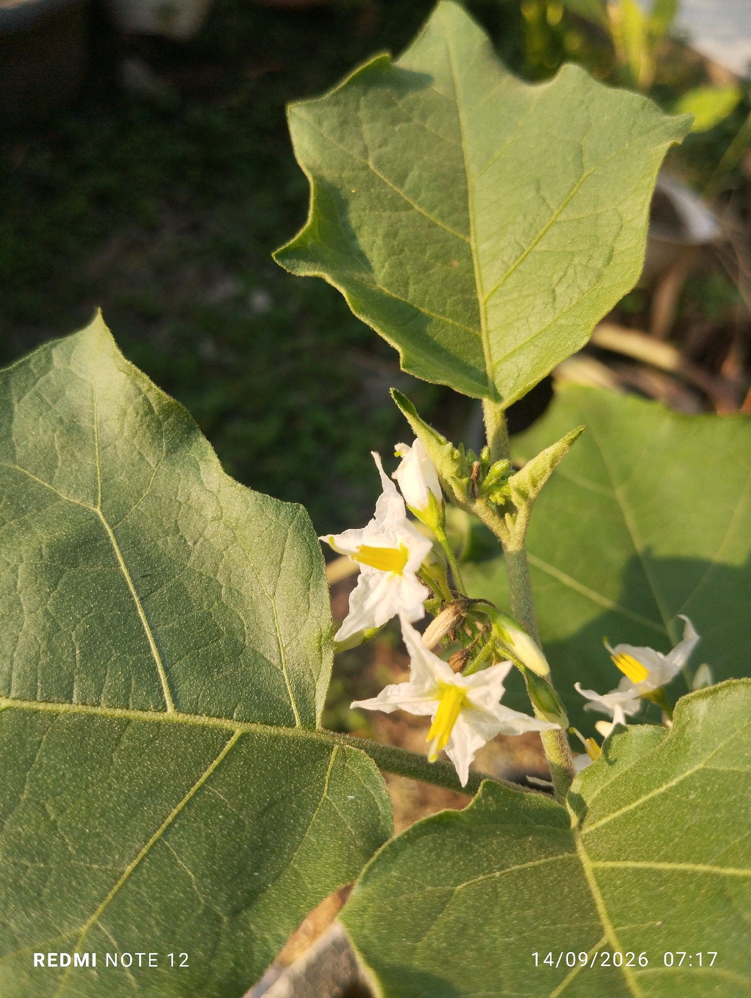 The image shows a close-up of a plant with green leaves and white flowers with yellow centers. The plant is outdoors, with a blurred background of green foliage and a hint of what appears to be a pot or planter. The lighting suggests it is daytime, possibly morning or late afternoon, with warm sunlight casting shadows and highlighting the textures of the leaves and petals. There are no people or specific man-made structures that would indicate a location within the city of Bekasi, Indonesia. The lower-left corner of the image displays "REDMI NOTE 12", and the lower-right corner displays "14/09/2026 07:17", which are likely metadata from the device used to capture the photograph and not descriptive elements of the scene itself.