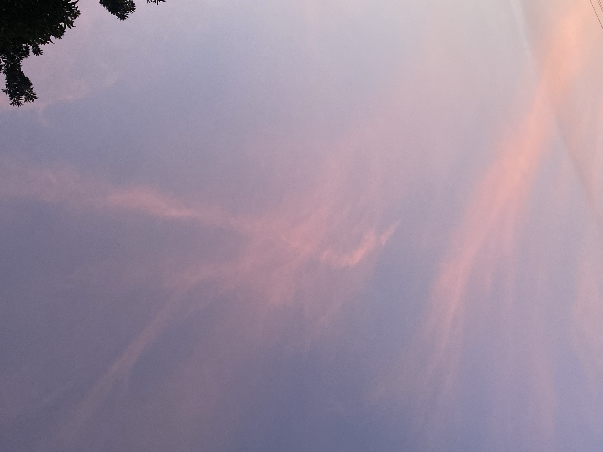 The image captures a view of the sky at dusk or dawn. The sky is a gradient of light purple to pale pink with streaks of pink clouds. In the upper left corner are the dark silhouettes of tree branches and leaves. The location is Tinaquillo, Venezuela.