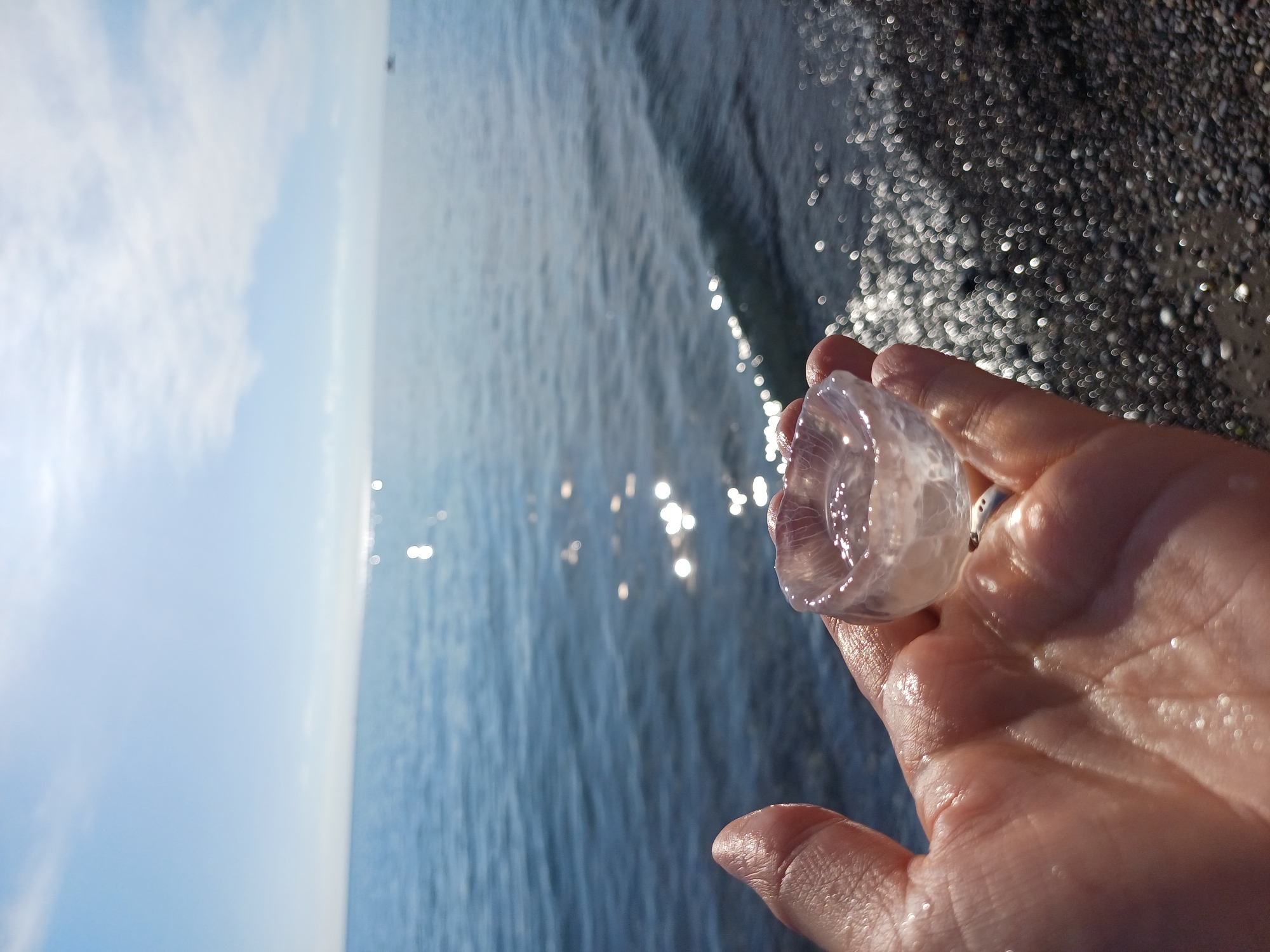 A close-up, point-of-view shot shows a hand holding a small, translucent jellyfish against a backdrop of the Black Sea on a sunny day. The hand, with water droplets visible on its surface, gently cups the jellyfish, which appears to be a bell-shaped creature with delicate tendrils. The sea is calm with sunlight reflecting off the surface, creating a shimmering effect. The shoreline, composed of dark, smooth pebbles, is visible to the right. The sky is bright blue with scattered white clouds. The image evokes a sense of tranquility and the natural beauty of the coastal environment. This scene is likely from a beach in Sochi, Russia, a popular resort city known for its Black Sea coastline and pebble beaches.