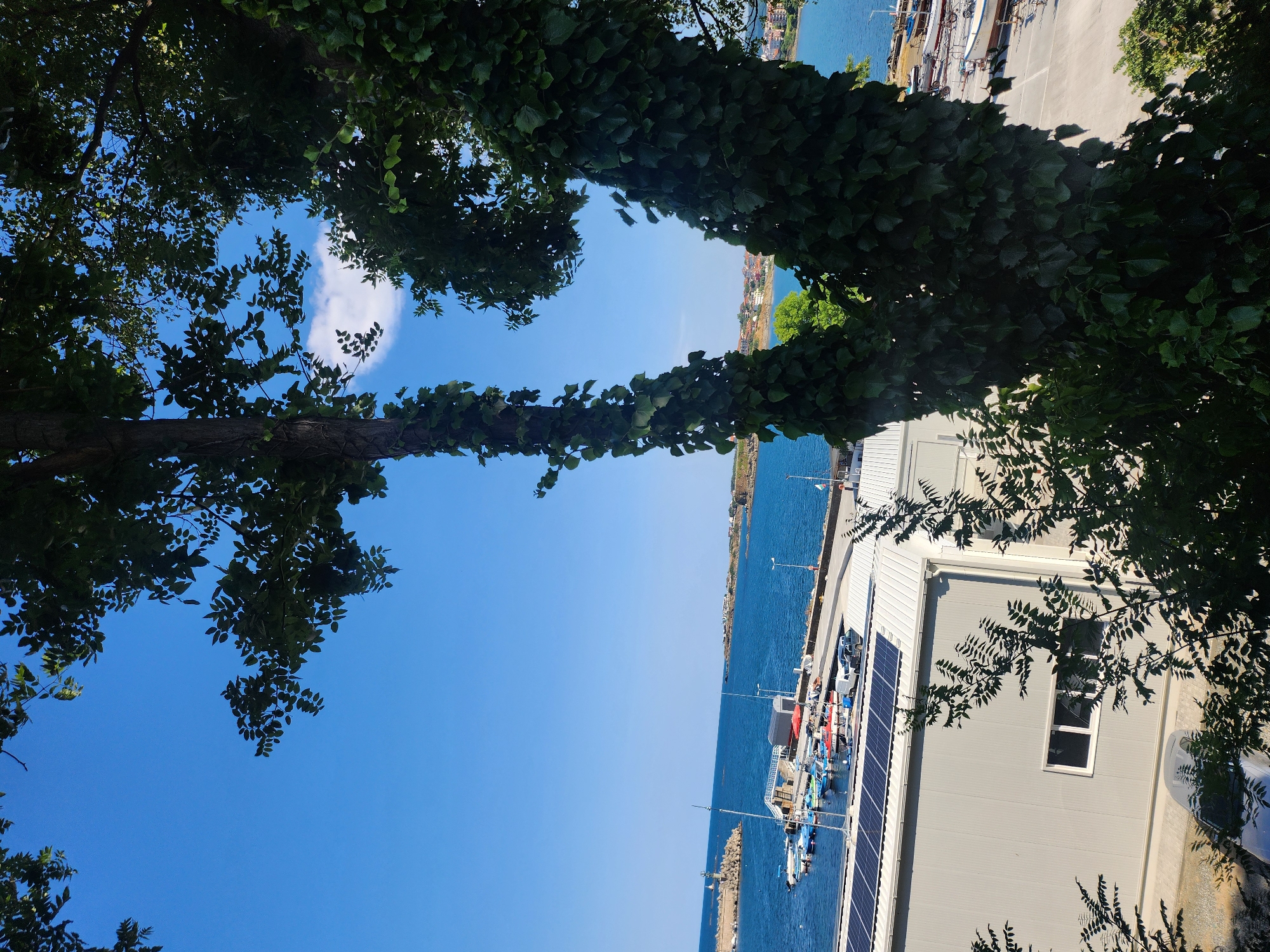 The image shows a view from above, looking down at a harbor in Tsarevo, Bulgaria. In the foreground, a large tree with ivy growing on its trunk dominates the right side of the frame. Beyond the tree, a gray building with solar panels on its roof is visible. Several boats are docked in the bright blue water of the harbor. In the distance, a lighthouse stands on a breakwater, and the coastline with buildings and trees can be seen. The sky is clear blue with a single white cloud.