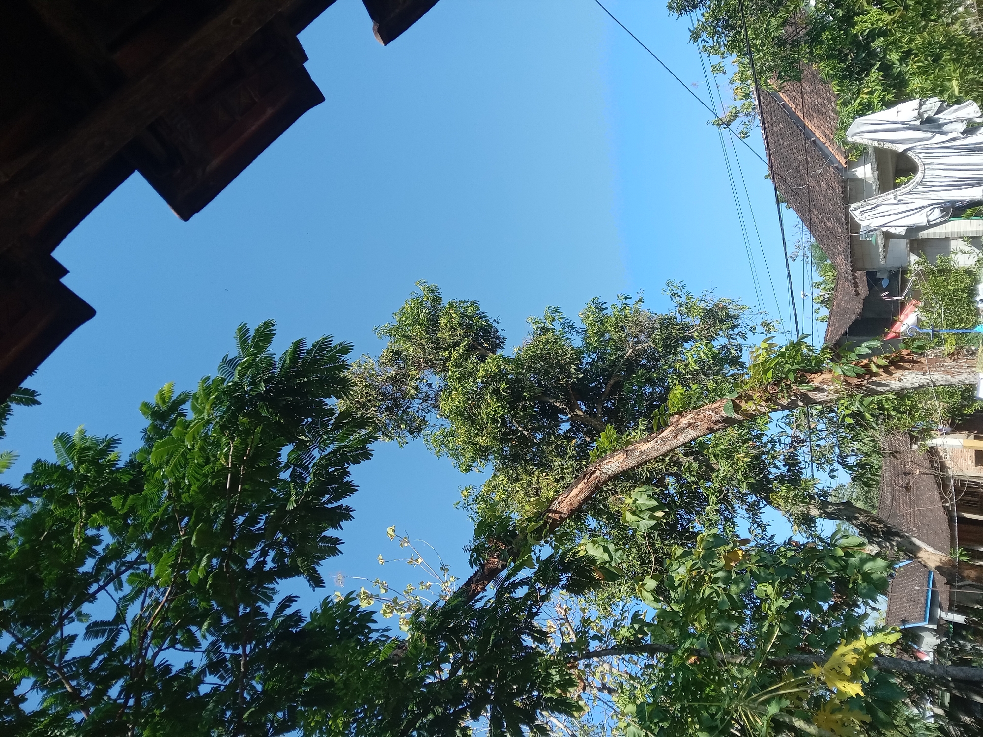 The image, taken in the village of Kedunggudel, Indonesia, captures a bright, clear sky with a few wispy clouds visible. The foreground is dominated by the lush green foliage of trees, with one tree's trunk prominently displaying a rough texture and visible vines. The branches of these trees extend upwards, framing the sky. In the middle ground, traditional Indonesian houses with tiled roofs are partially obscured by the vegetation. A light-colored shirt hangs on a clothesline in front of one of the houses, suggesting everyday life. Utility lines crisscross the scene, and the overall impression is one of a rural or semi-rural environment bathed in sunlight. The perspective is from a low angle, looking up towards the sky and the surrounding structures.