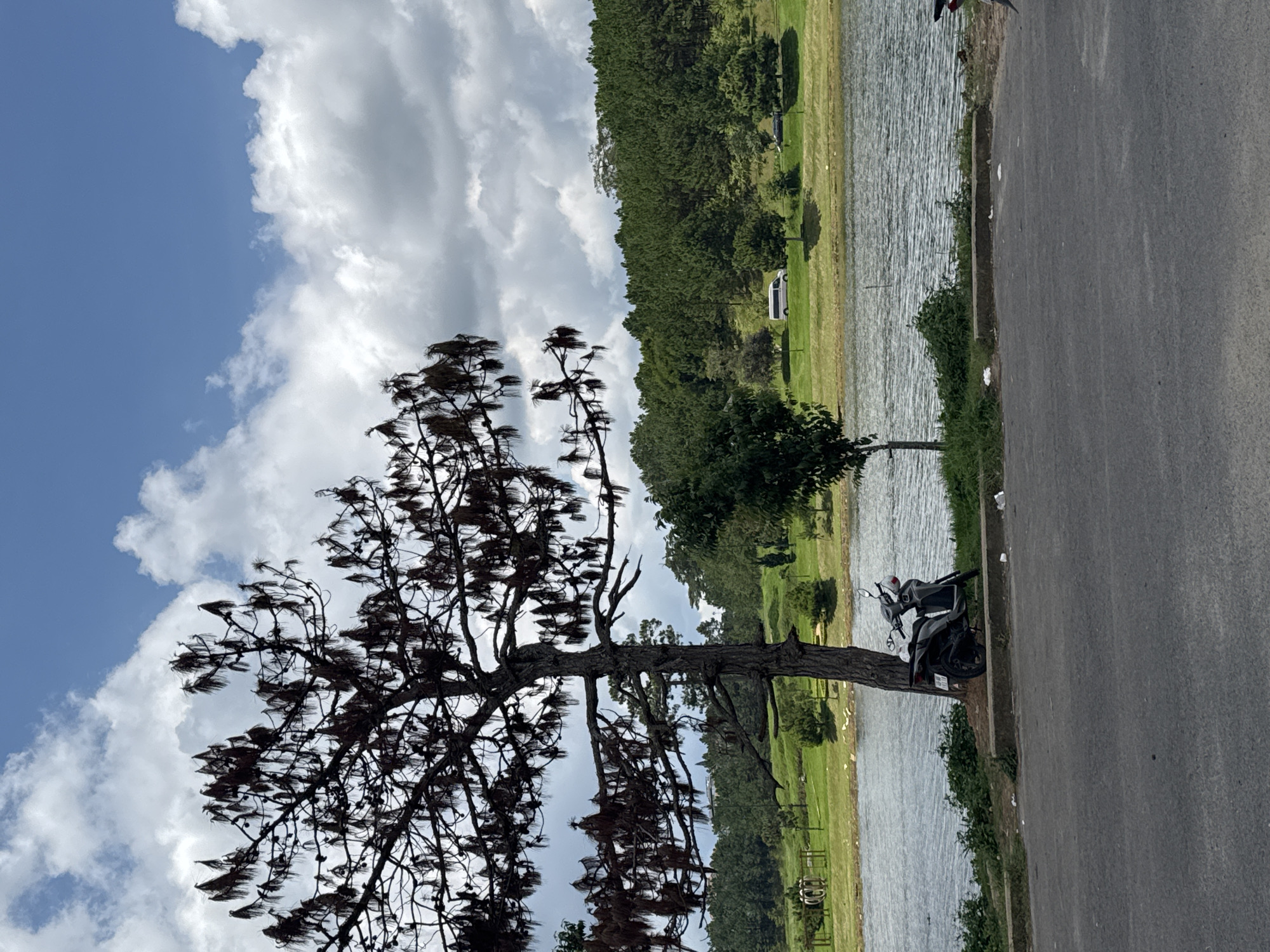 The image depicts a scenic view of Xuan Huong Lake in Da Lat, Vietnam. In the foreground, a paved road runs horizontally across the bottom of the frame, with a concrete curb separating it from a grassy area. A dark-colored scooter is parked on the grass next to a large, leafless pine tree, its branches silhouetted against a cloudy sky. The lake occupies the middle ground, its surface rippling under the diffused sunlight. Beyond the lake, a lush green hillside is covered with dense pine trees, a common sight in Da Lat's landscape. A few scattered buildings and a white van are visible on the distant hillside, suggesting the presence of human activity. The overall impression is one of natural beauty and tranquility, characteristic of the highland city.