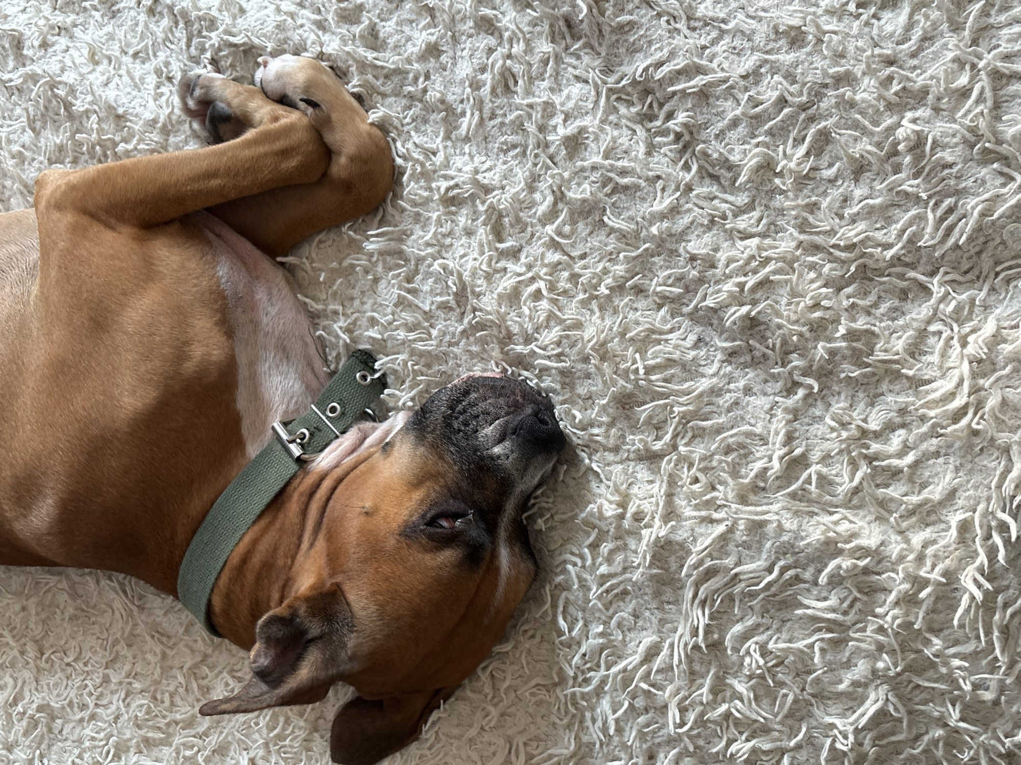 A light brown dog is lying on its side on a shaggy, cream-colored rug. The dog is wearing a green collar with silver hardware. Its head is resting on the rug, and its eyes are closed. The dog's paws are tucked underneath its body. The rug appears to be in a domestic setting. The image does not provide any information to determine the location in Rostov-on-Don, Russia.