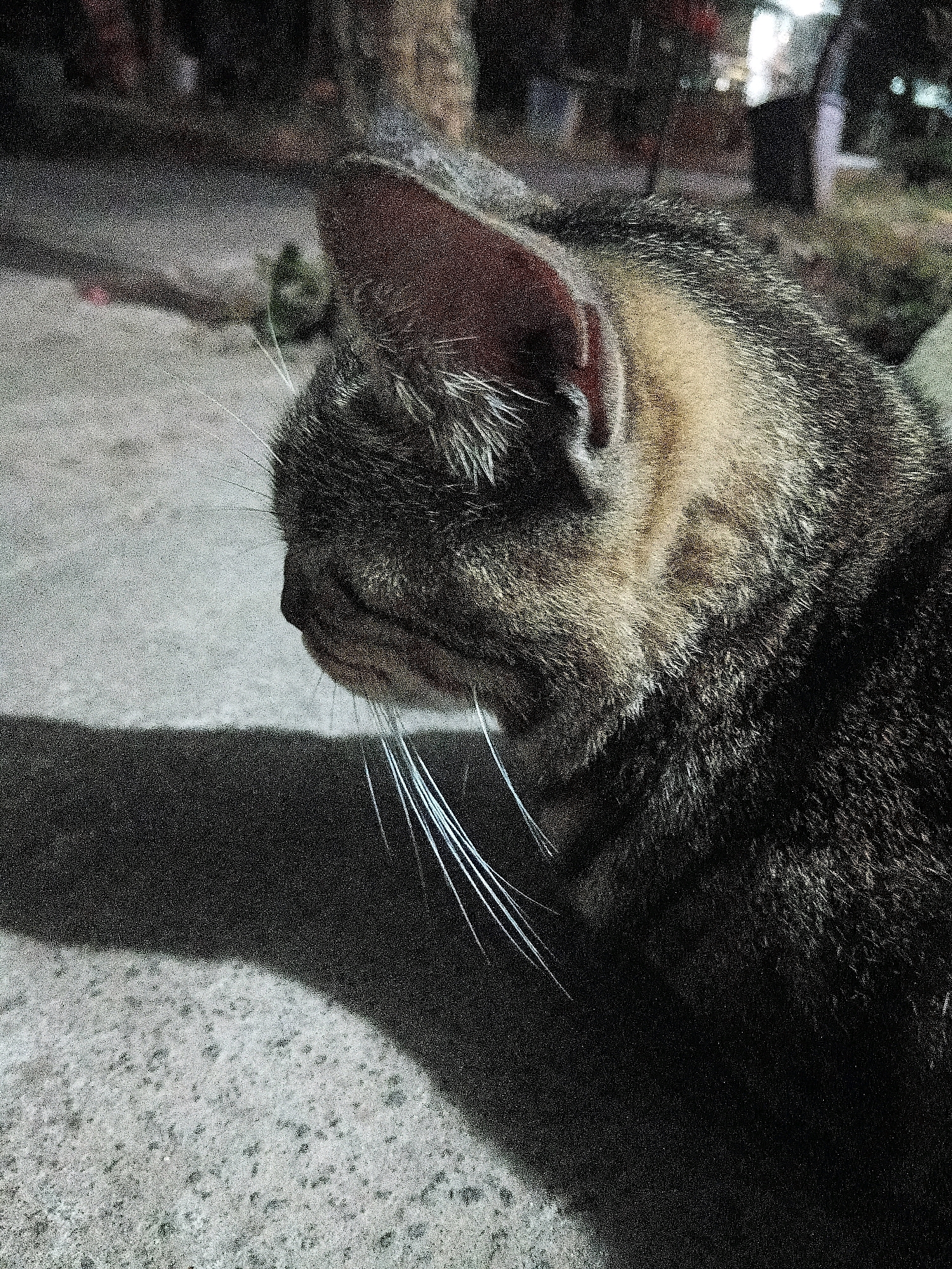 The image shows a close-up profile of a tabby cat's head and upper body. The cat is facing left, with its ear erect and its whiskers prominent. The fur is a mix of brown, black, and lighter tan stripes. The cat is sitting on a textured surface that appears to be concrete or asphalt, and a shadow of the cat is cast to its left. In the background, there is a blurry scene with hints of foliage, structures, and artificial lighting, suggesting an outdoor urban or semi-urban environment, possibly at night. The image quality is grainy, indicating it may have been taken in low light conditions. The location is stated to be in Cikal, Indonesia.