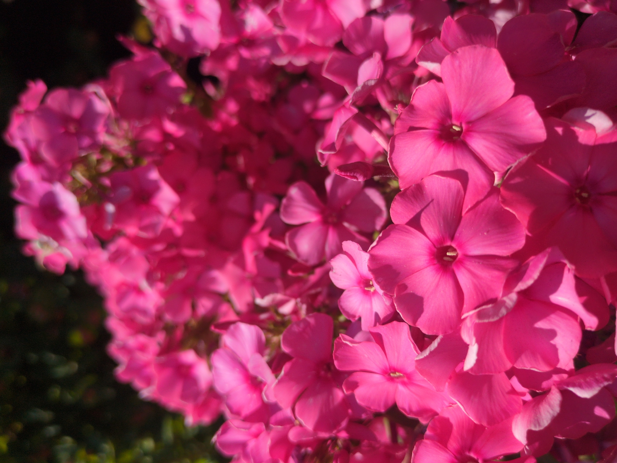 The image is a close-up, eye-level shot of a cluster of vibrant pink phlox flowers. The flowers are densely packed, with many petals overlapping. The focus is sharp on the flowers in the foreground, while the background is softly blurred, creating a sense of depth. The lighting suggests it is a sunny day, with sunlight highlighting the delicate texture and color of the petals. There are no people or animals visible in the image. The scene is natural and appears to be an outdoor setting, likely a garden or park. There is no specific information within the image to indicate its location in the city of Kulebaki, Russia.