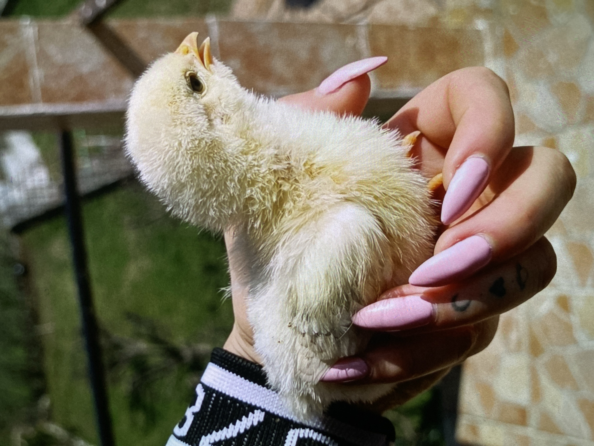 A close-up shot captures a person's hand gently holding a fluffy, pale yellow chick in an outdoor setting. The chick, positioned vertically, has its small beak slightly open and appears to be looking upwards. Its soft downy feathers are prominent, indicating a very young age.
The hand features long, pointed, light pink artificial nails. Small, faded, indistinct tattoos are visible on the fingers. The person is wearing a sleeve with a black and white patterned cuff.
The background is blurred, suggesting a shallow depth of field. To the left, there is a soft green blur of foliage, possibly trees or bushes. To the right and behind the hand, a textured, light brown or tan surface is visible, resembling a tiled wall or stone facade. The bright, clear sunlight indicates a daytime scene, casting shadows and highlighting the details of the chick and the hand. The overall impression is of a sunny, pleasant day. While no specific emotions are explicitly conveyed, the careful hold on the chick suggests tenderness. No discernible text is visible on the sleeve or tattoos. Given the location hint, this scene is set in an outdoor area, possibly a garden or balcony, in Bankya, Bulgaria.