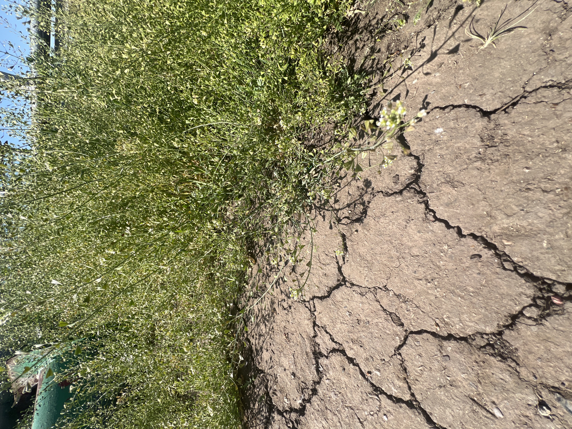 The image shows a patch of dense green vegetation on the left side of the frame, adjacent to a cracked, dry, and likely unpaved surface on the right. The vegetation appears to be a thick mat of low-growing plants. The surface is characterized by significant cracking, indicating dryness and potential soil erosion. The image suggests an outdoor environment. There is no information to confirm that the image was taken in Бизяки, Russia. There are no people visible in the image.
