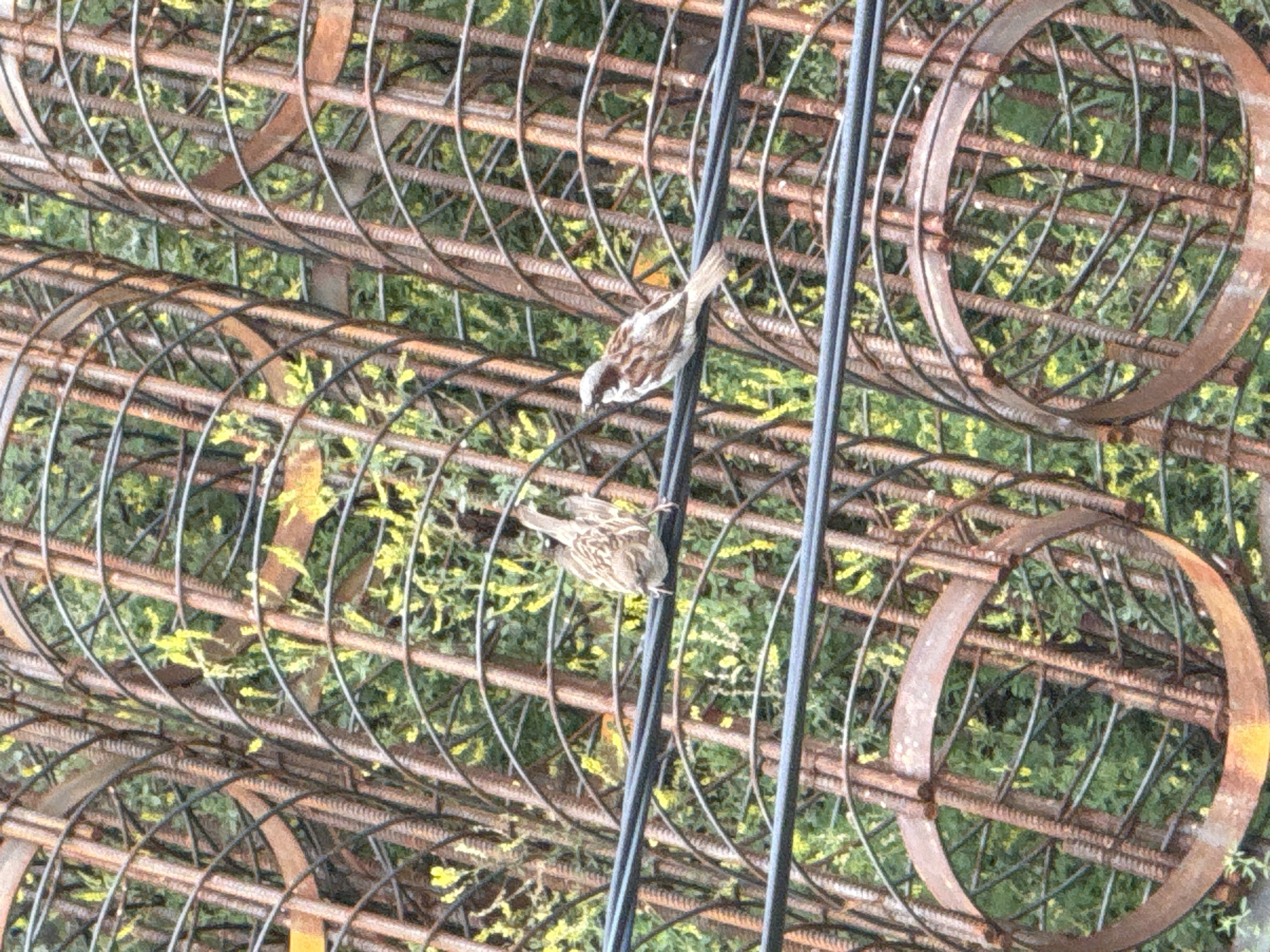 Two small birds perch on black wires against a backdrop of rusty metal rebar and green foliage. The rebar is arranged in vertical and curved structures, some forming circular shapes. The birds are common house sparrows; one is facing left with its wings slightly raised, and the other is facing right, looking down. The scene appears to be outdoors in an urban or construction environment. There is no visible indication of the specific location within Tbilisi, Georgia.