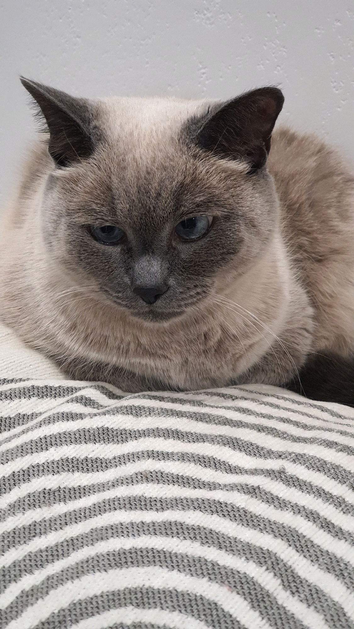 A close-up, vertical, eye-level shot captures a Siamese cat with blue eyes lying down on a striped pillow. The cat's fur is a mixture of cream and grey, with darker points on its ears and face. Its gaze is directed downwards, with a slightly melancholic expression. The pillow beneath the cat features a pattern of alternating white and grey horizontal stripes. The background is a plain, textured white wall. There are no humans present in the image. The specific location within Krasnoyarsk, Russia, cannot be determined from the visual information provided.