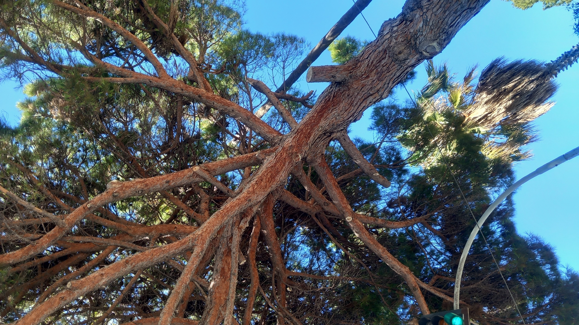 This is an upward-facing shot of a large pine tree with an orange-brown trunk and branches, set against a clear blue sky. The pine tree is dominant in the frame, with its thick, gnarled branches extending upwards and outwards. In the lower left quadrant, a traffic light is visible, showing a green signal. To the right of the pine tree, a palm tree with drooping fronds can be seen. The scene appears to be outdoors, with the sunlight casting shadows and highlighting the textures of the tree bark. The image was taken in the city of Kos, Greece.