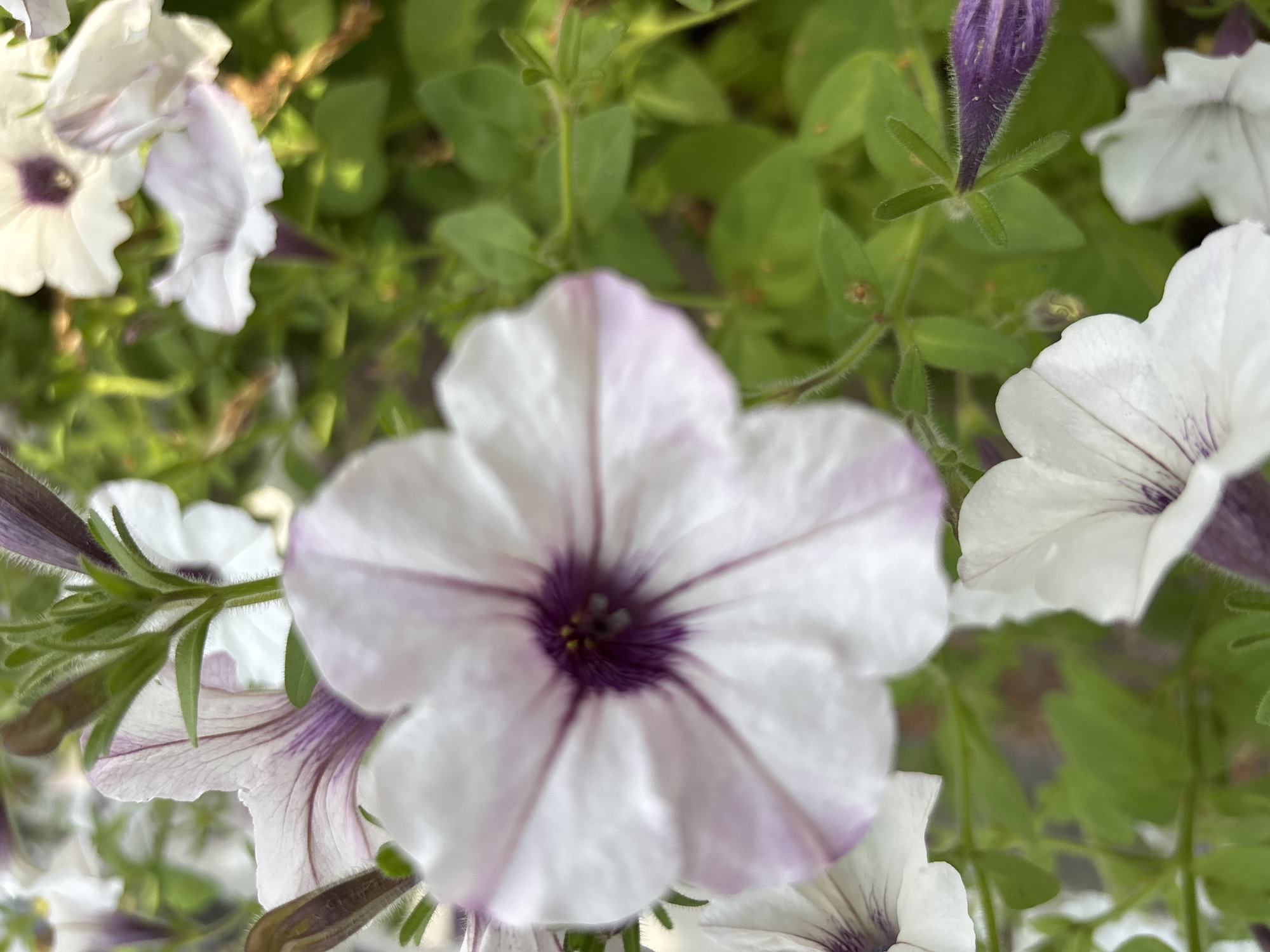 The image is a close-up, shallow depth-of-field photograph of several light purple and white petunias with dark purple veins. The flowers are in various stages of bloom, with some fully open and others still in bud. The background is a blur of green foliage. The image appears to have been taken outdoors, possibly in a garden or park. There is no indication of any specific location within Tallinn, Estonia, in the image.