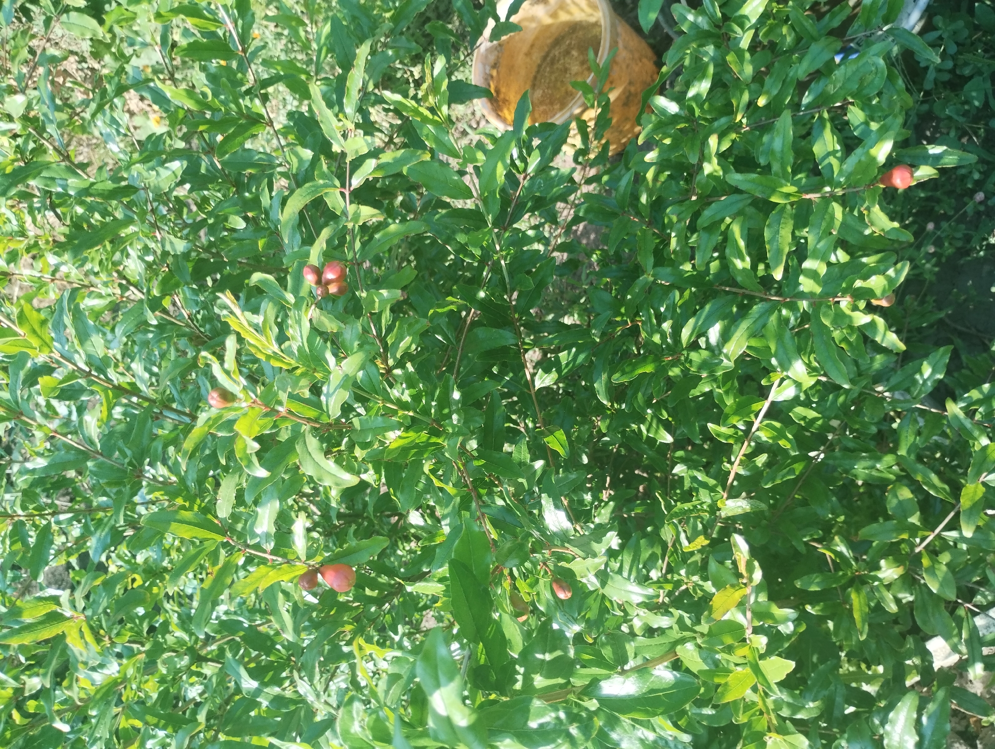 The image shows a close-up of a green pomegranate bush with several small, reddish-pink fruits visible among the leaves. In the background, a portion of a woven, light brown basket filled with a granular substance is visible. The scene appears to be outdoors, with dappled sunlight illuminating the foliage. The location is identified as Sumy, Ukraine.