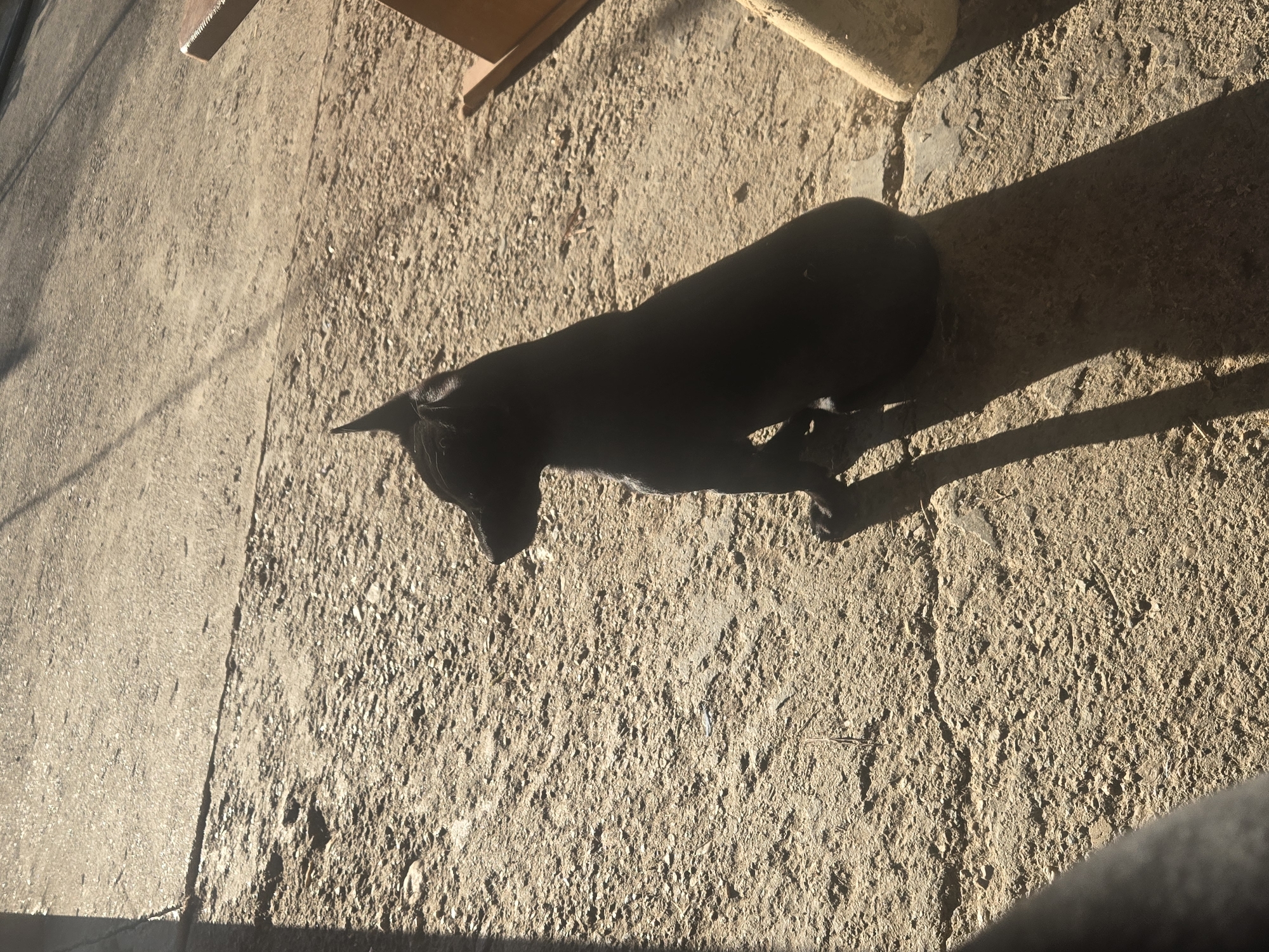 A black dog is lying on a concrete or stone surface, with its body stretched out. The dog's head is pointing towards the upper left of the frame. Sunlight casts shadows from the dog and other objects onto the surface. A piece of furniture, possibly a chair or table leg, is visible in the upper portion of the image. The background is out of focus, and the location is unspecified.
