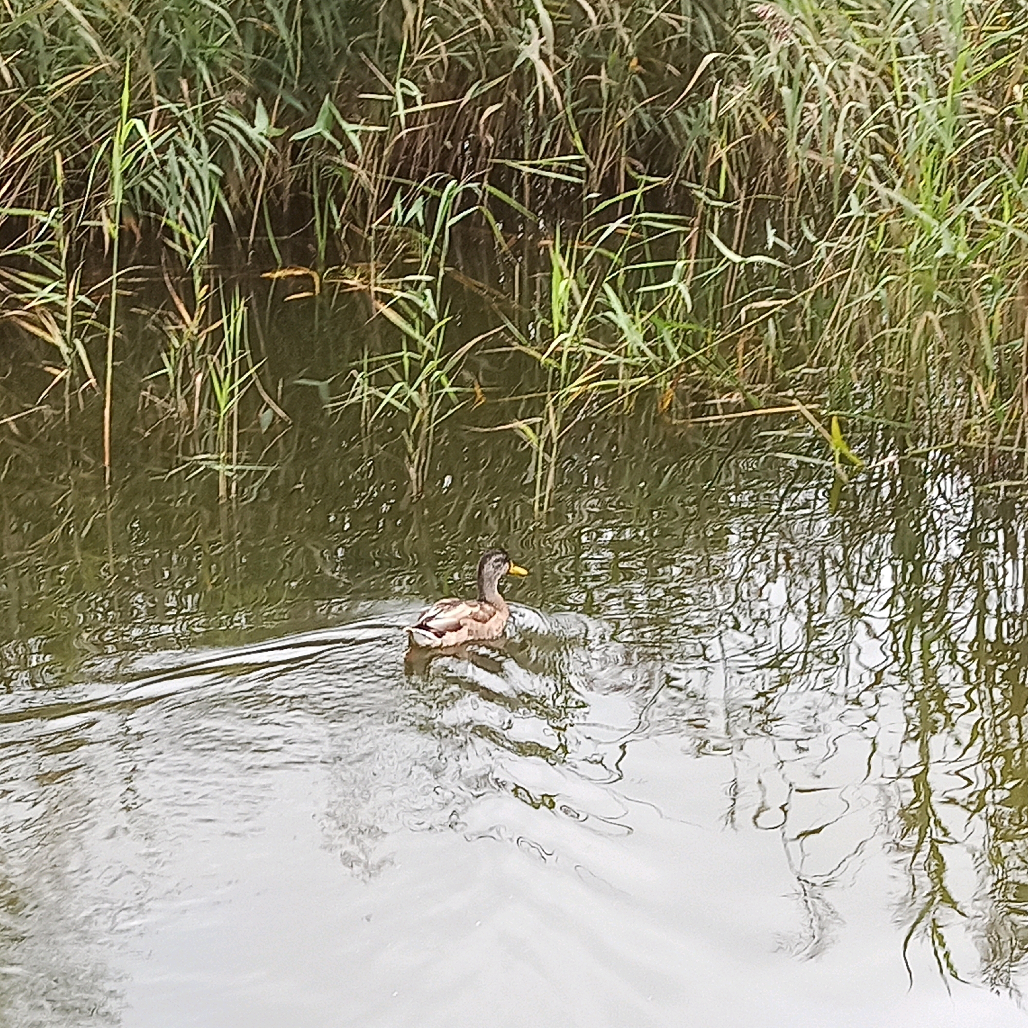 A mallard duck swims in a body of water near tall reeds in what is identified as the city of Кузнечиха, Russia. The duck is facing right, with its beak slightly open and its head turned. Ripples from its movement spread across the surface of the water. The water reflects the surrounding reeds, creating a textured, dark green and brown surface. The reeds are densely packed and appear to be growing from the edge of the water. The overall lighting suggests an overcast day or dappled sunlight. There are no humans visible in the image.