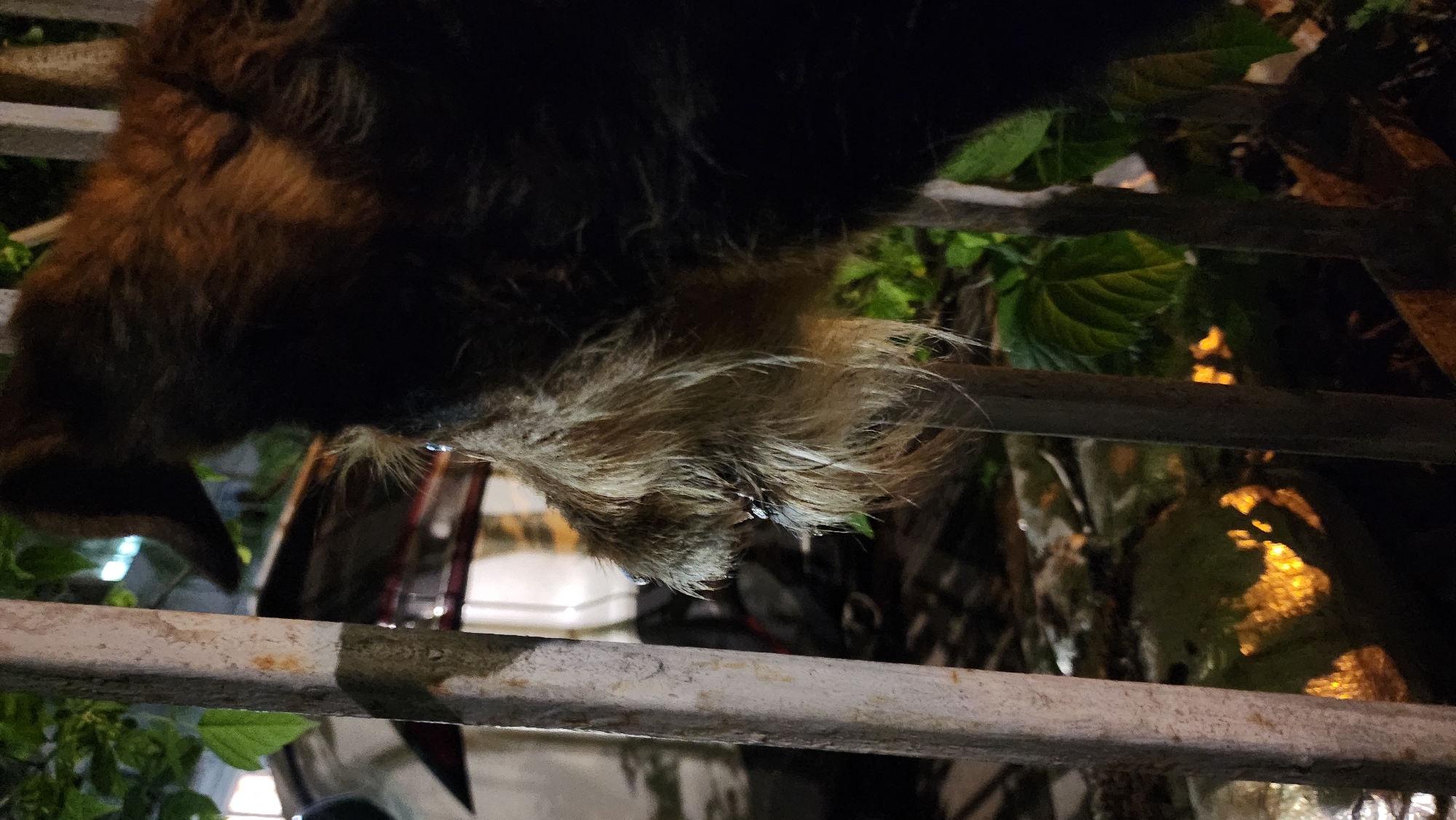 A close-up, low-angle shot shows a furry animal clinging to a weathered, white-painted metal railing. The animal's fur is a mix of dark brown and tan, appearing wet. Water droplets cling to the fur. Behind the railing, blurred foliage and glimpses of what appear to be vehicles or structures are visible, illuminated by ambient light. The setting appears to be urban, though specific landmarks are not discernible. Without additional visual context, determining the exact location in Moscow, Russia, is not possible.