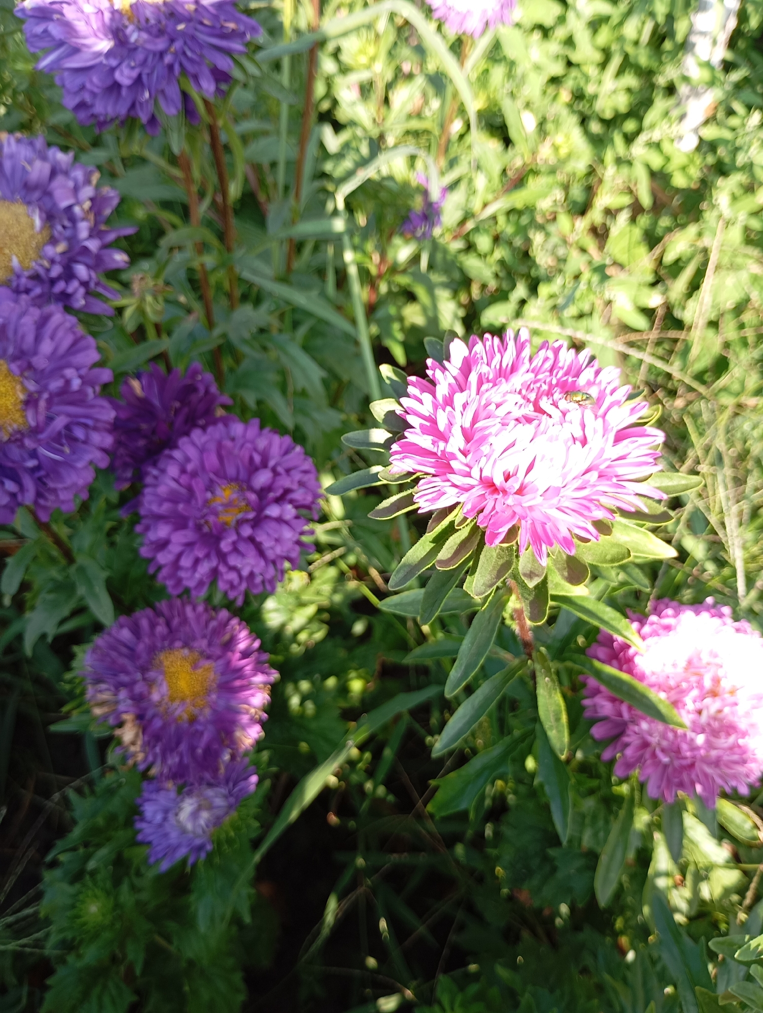 In the city of Horishni Plavni, Ukraine, a close-up, low-angle shot captures a patch of asters in bloom. The foreground is dominated by vibrant purple asters with bright yellow centers, their dense petals tightly packed. To the right, a large, light pink aster with delicate, pointed petals commands attention, with a small, light-colored insect perched on its surface. In the background, the green foliage of other plants and flowers creates a soft, blurred backdrop, with sunlight dappling through the leaves. The overall impression is one of a sunlit garden scene, showcasing the beauty of these autumnal flowers.