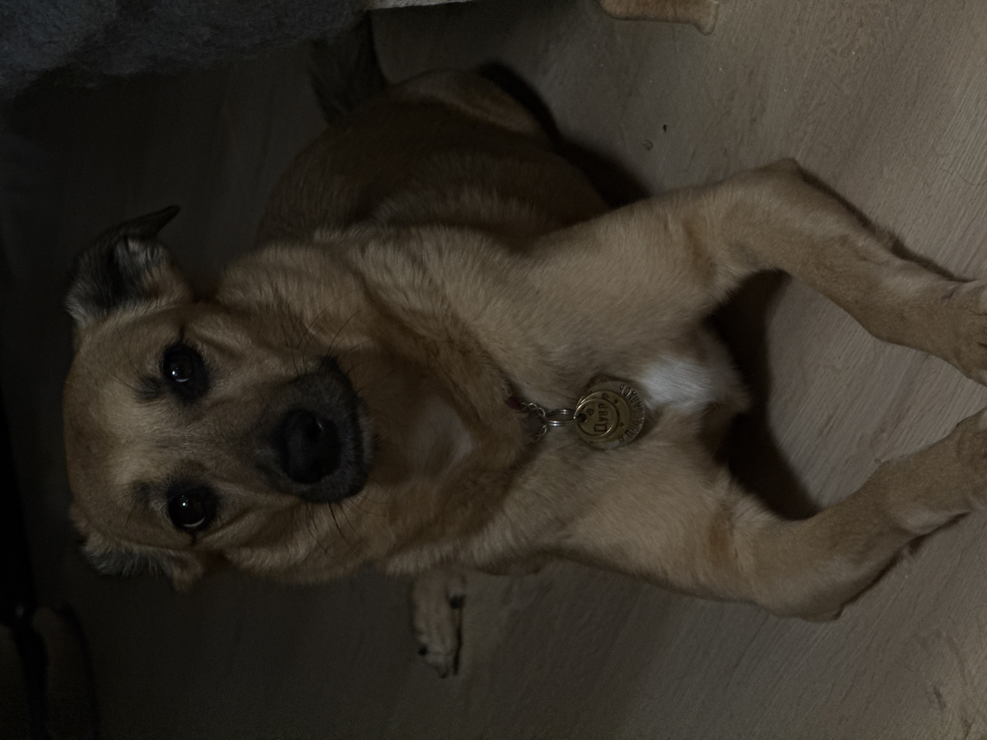 A light brown dog with dark ears is lying on a wooden floor. The dog is looking at the camera with its head slightly tilted. A metal tag hangs from a red collar around the dog's neck. The background is dark and out of focus. The image appears to have been taken indoors. There is no indication of the location being Pudomyagi, Russia.