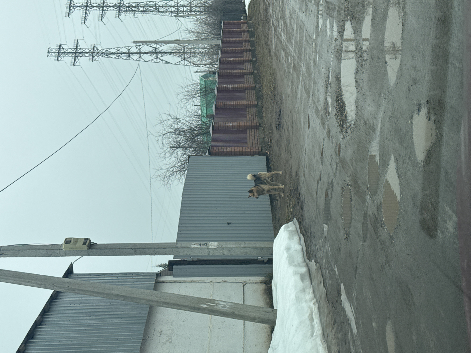 The image presents a street scene in what appears to be an industrial or semi-rural area. The location is Chaikovsky, Russia. The environment is overcast, suggesting potentially cold and damp weather.
Infrastructure elements are prominent: tall electrical transmission towers loom in the background, carrying high-voltage power lines. A series of fences run along the roadside, constructed from different materials – corrugated metal and brick sections. A utility pole with attached equipment stands on the left side of the frame, closer to the foreground.
The road surface is paved but visibly deteriorated, displaying numerous potholes filled with water. A patch of snow is visible at the lower left corner, bordering the road.
Two dogs are situated between a gray metal fence and the road.