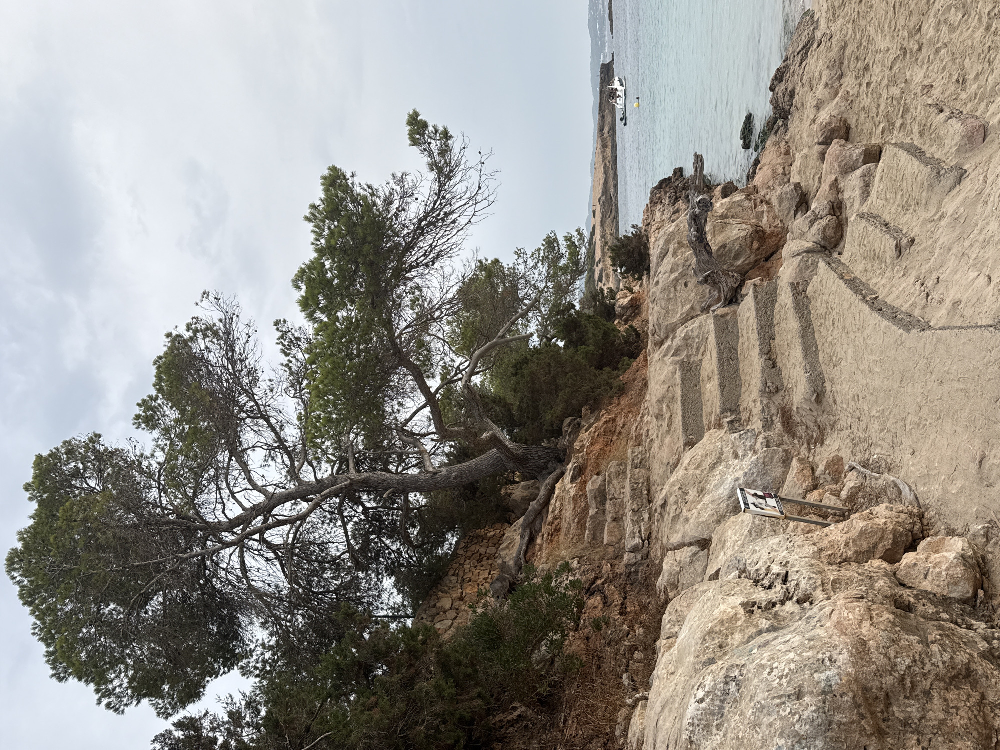 This image depicts a rocky coastline with a path leading down to a sandy beach and the sea. The path is made of rough-hewn stone steps winding down a steep incline. A large pine tree with an expansive canopy dominates the left side of the frame, its branches reaching out over the path and the rocky outcrop. Behind the tree, a stone wall is visible, constructed from irregular stones. Lush green vegetation, including smaller trees and shrubs, covers the rocky terrain.
The sea is a clear, light blue, with gentle waves lapping at the shore. In the distance, a white boat with several people on board is visible, along with a yellow buoy. The sky is overcast with a pale, diffused light. The overall scene suggests a natural, somewhat rugged coastal environment.
The location is likely the coast of Sant Antoni de Portmany, Spain, given the characteristic Mediterranean vegetation and coastal landscape. Specifically, this appears to be a section of coastline with public access, indicated by the signage near the stone steps, which seems to be a warning or informational marker.
