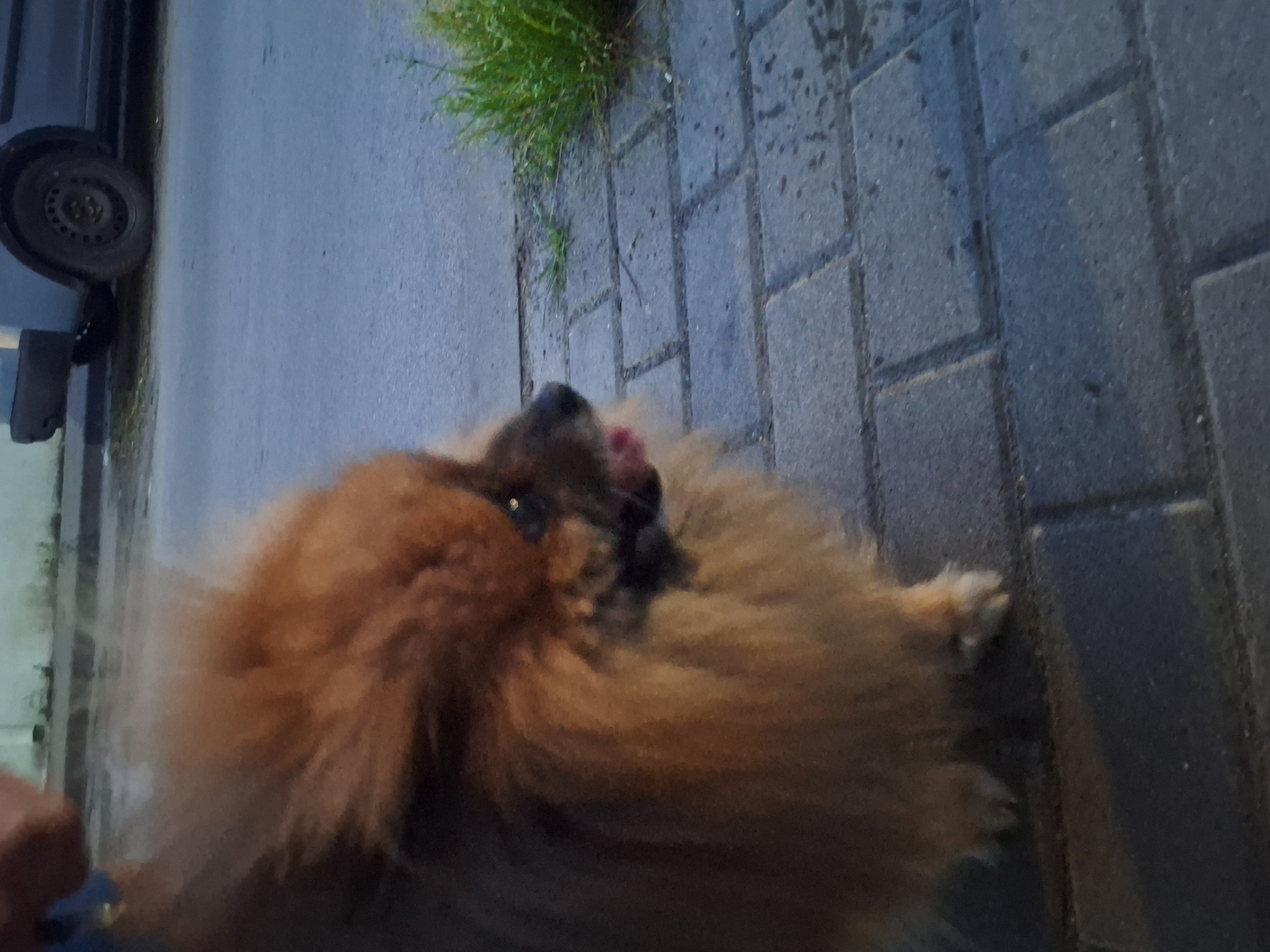 A Pomeranian dog with tan fur is standing on a paved sidewalk. The dog is facing right, with its tongue slightly out. In the background, a portion of a grey car and some green grass are visible. The scene appears to be an outdoor urban setting.